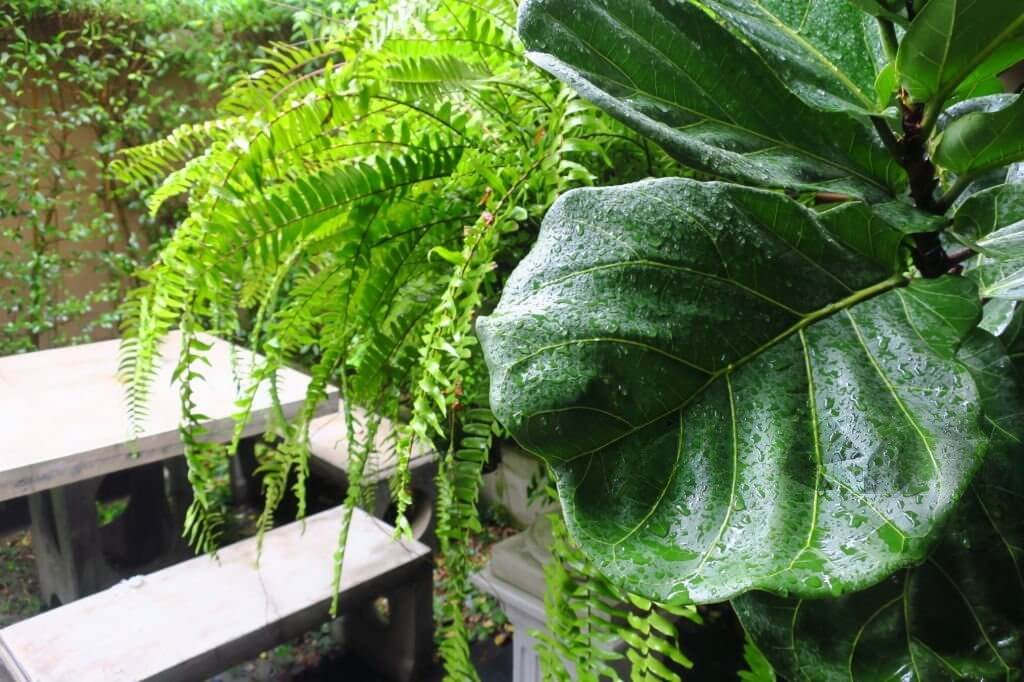 Palms, Ferns & Tropical