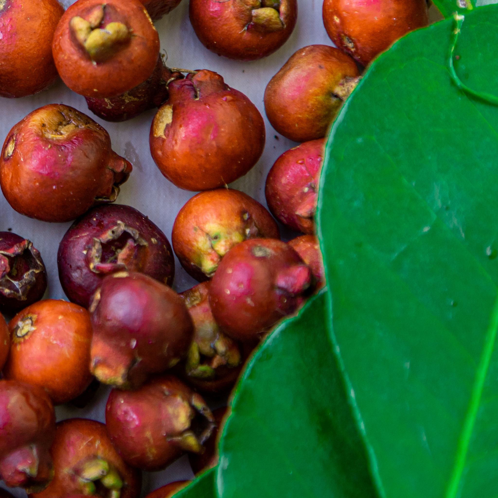 Red Strawberry Guava Tree - Psidium cattleianum Red