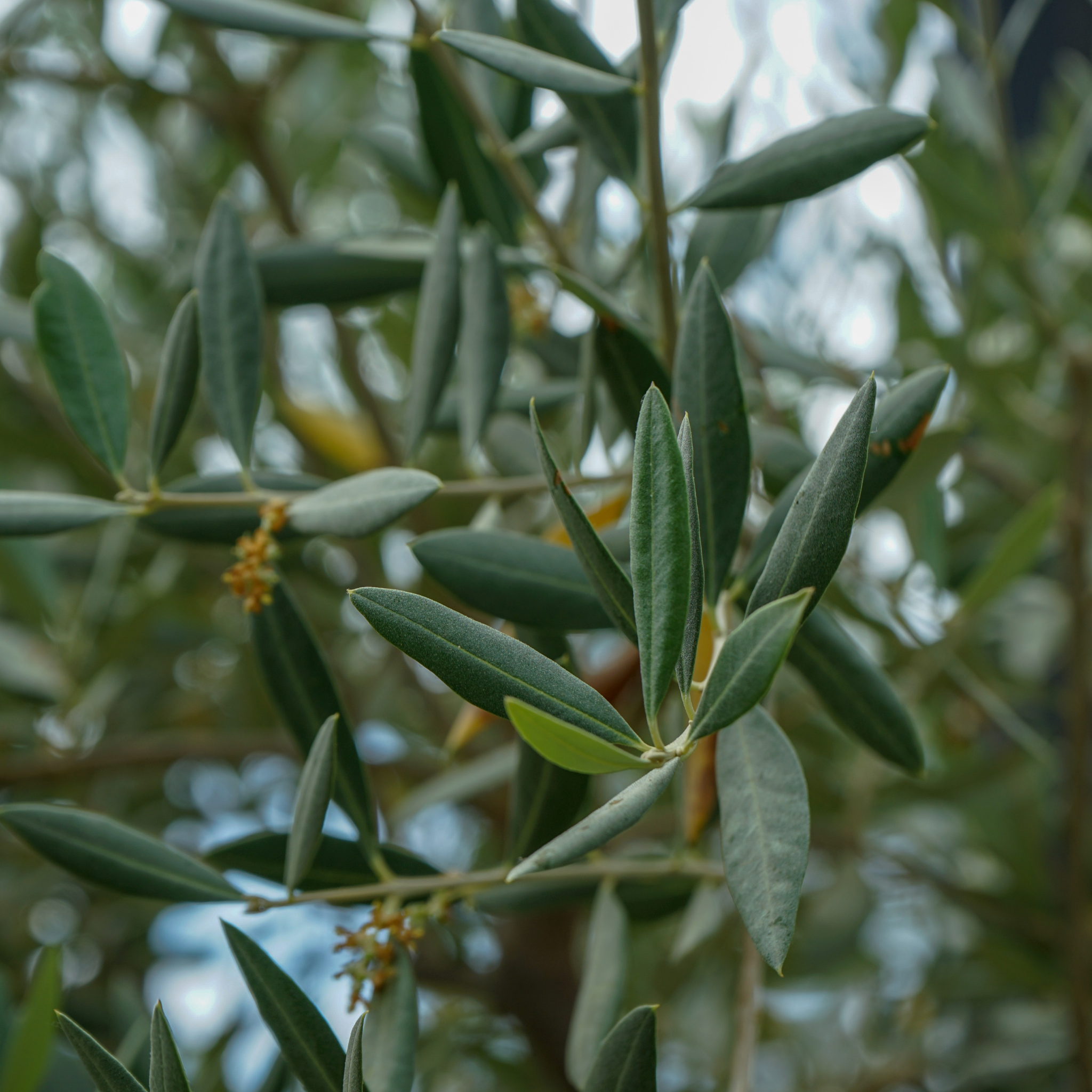 Dwarf Olive Tress - Olea europaea Bambalina