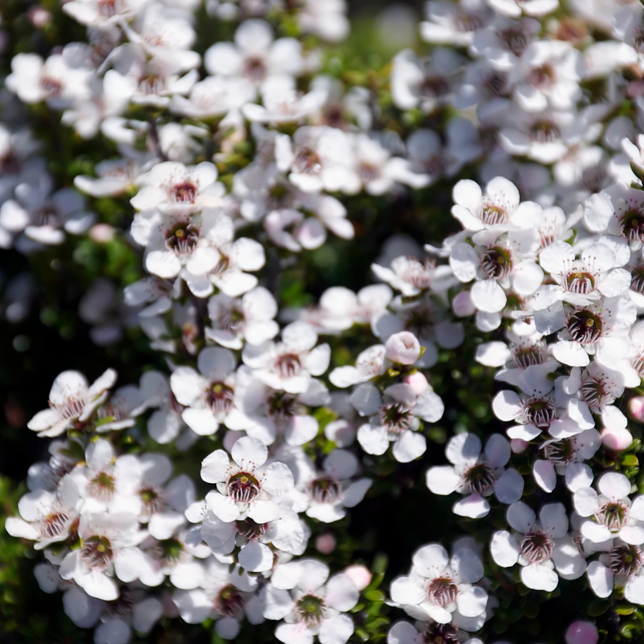 Prickly Tea Tree - Leptospermum continentale