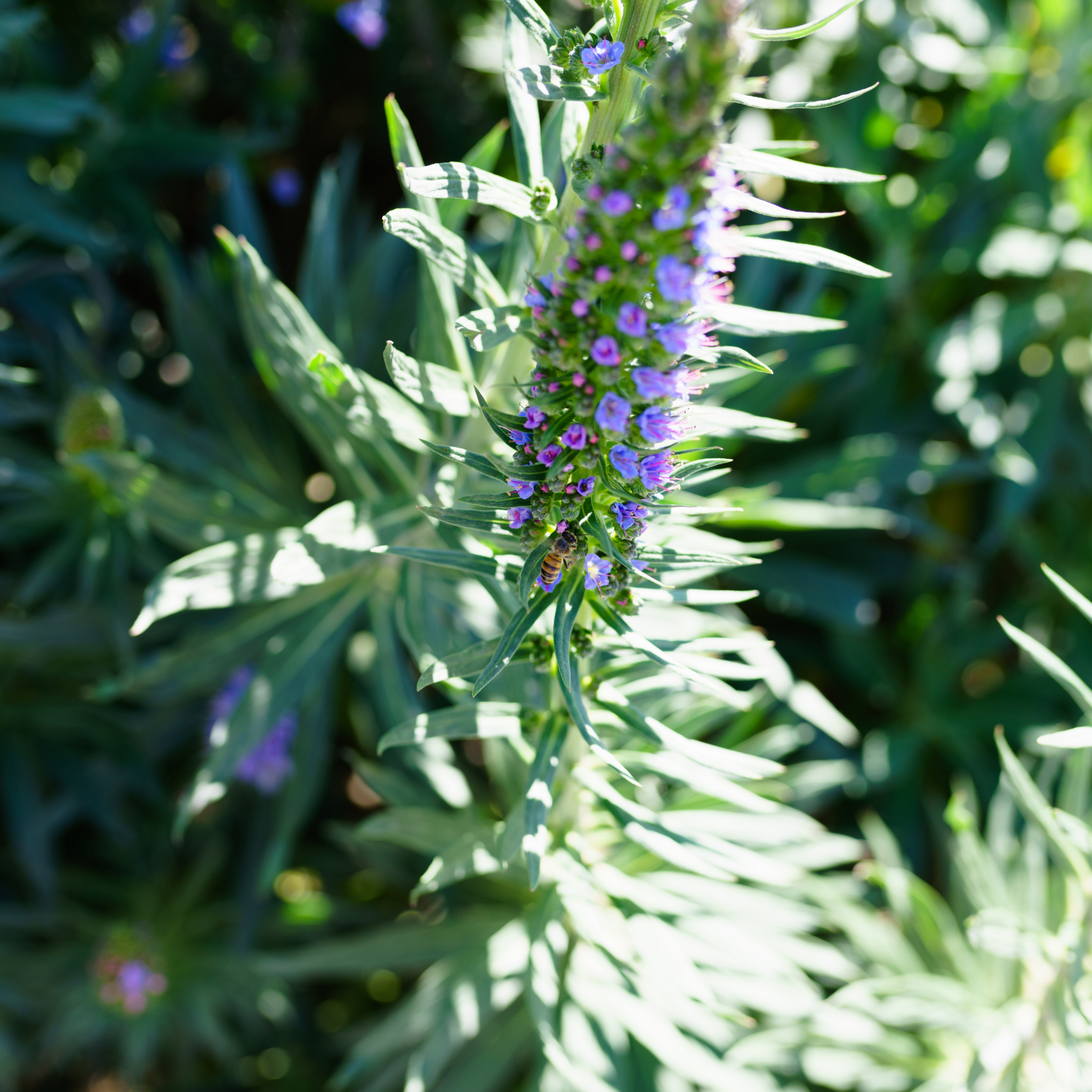 Pride of Madeira - Echium candicans