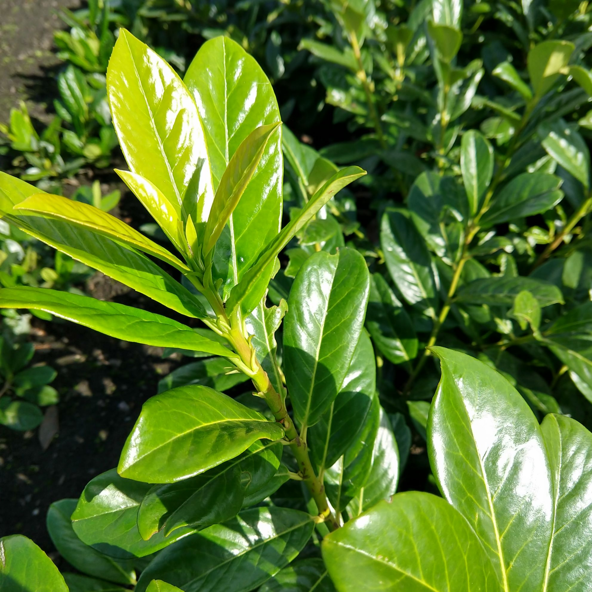 Close-up of green leaves with a blurred natural background