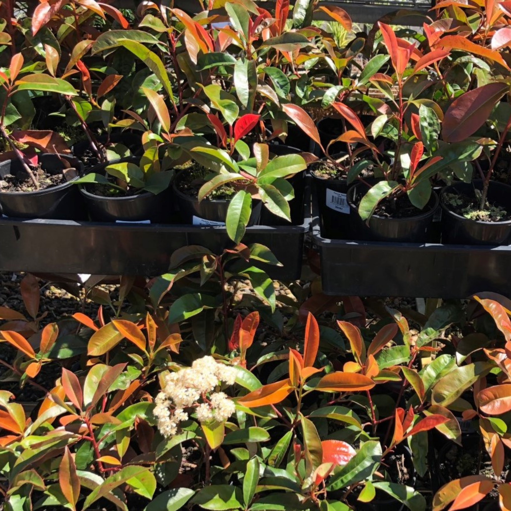Plants in pots with red and green leaves on a table