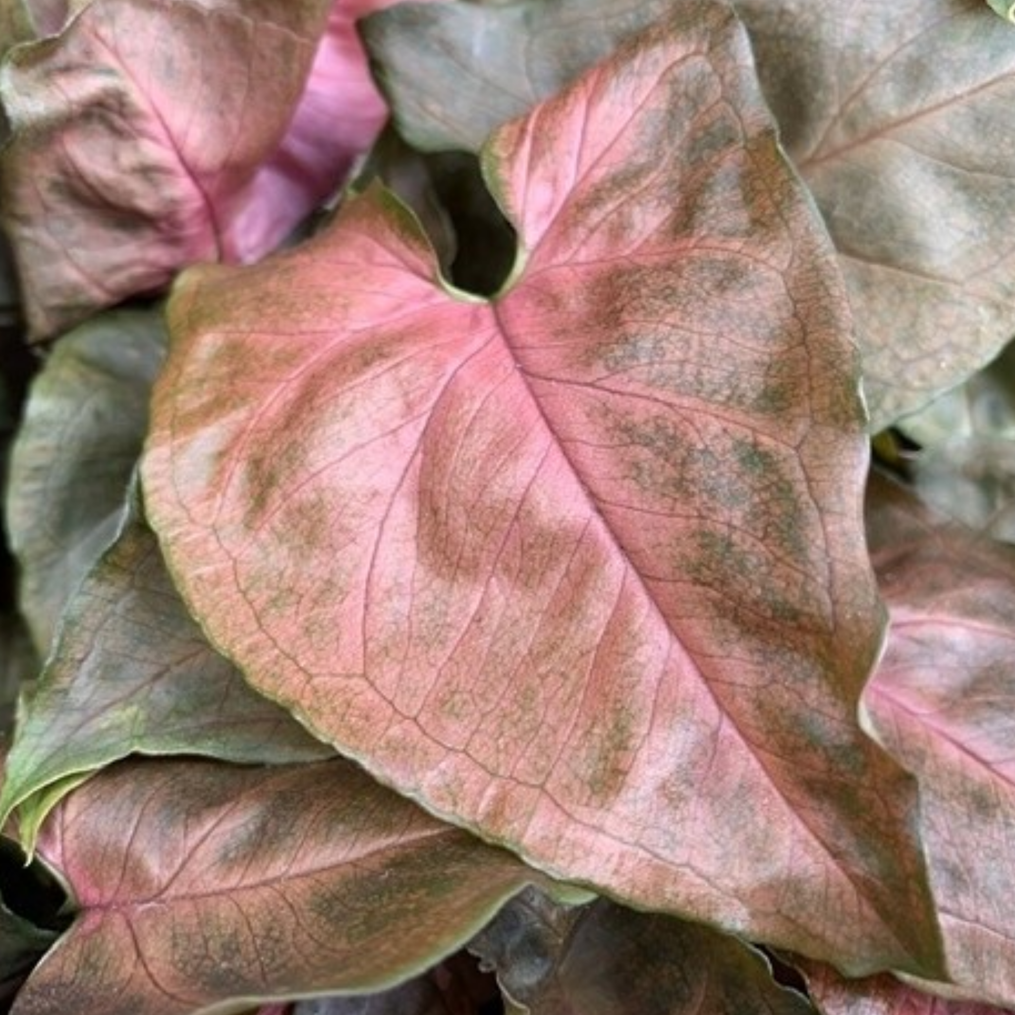 Bronze Syngonium - Syngonium podophyllum ‘Maria’ Arrowhead Plant