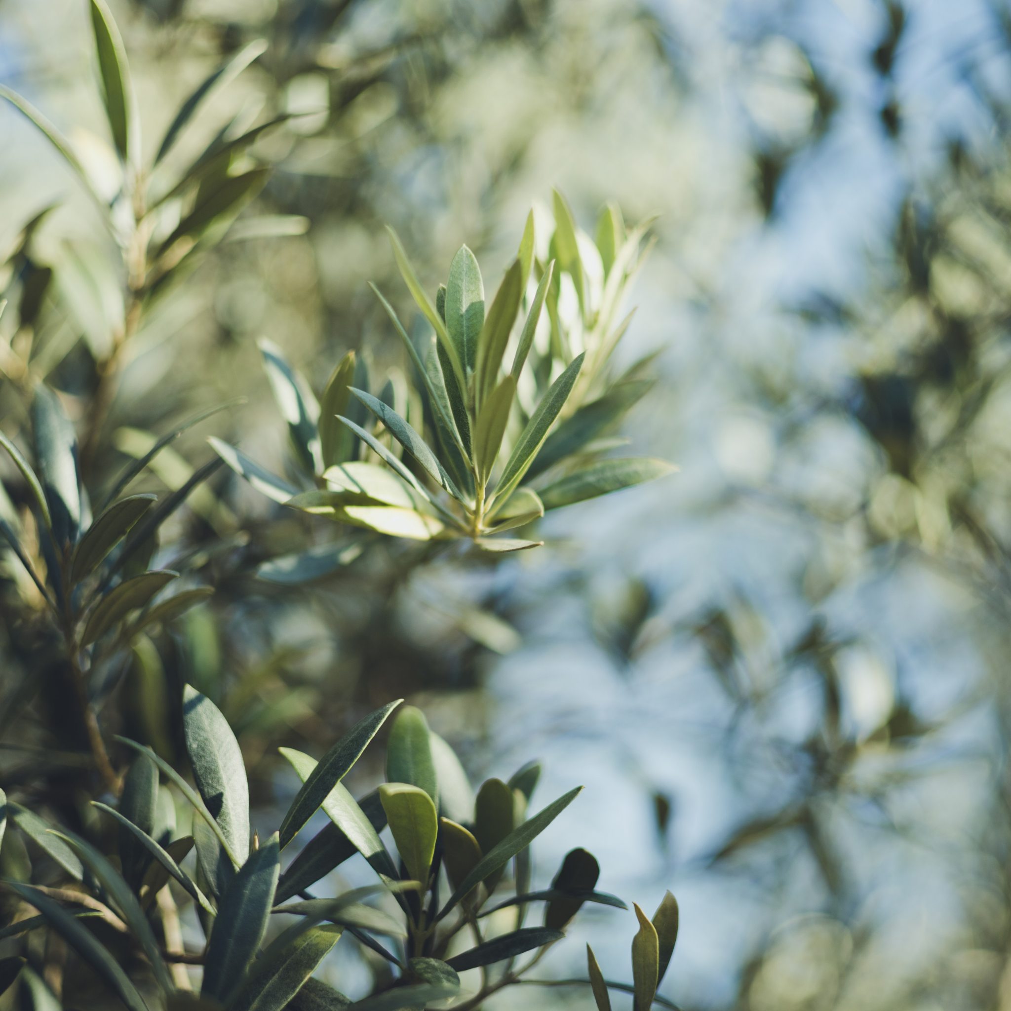 Olive Tolleys Upright - Olea europaea Tolleys Upright