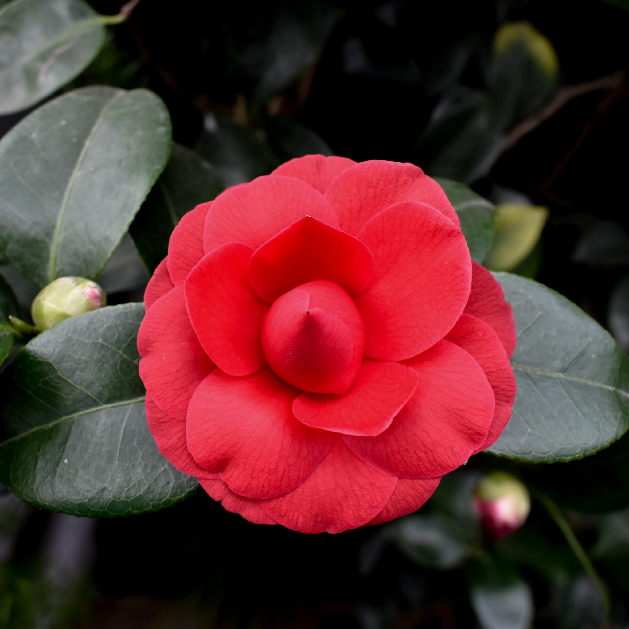 Camellia japonica Assorted