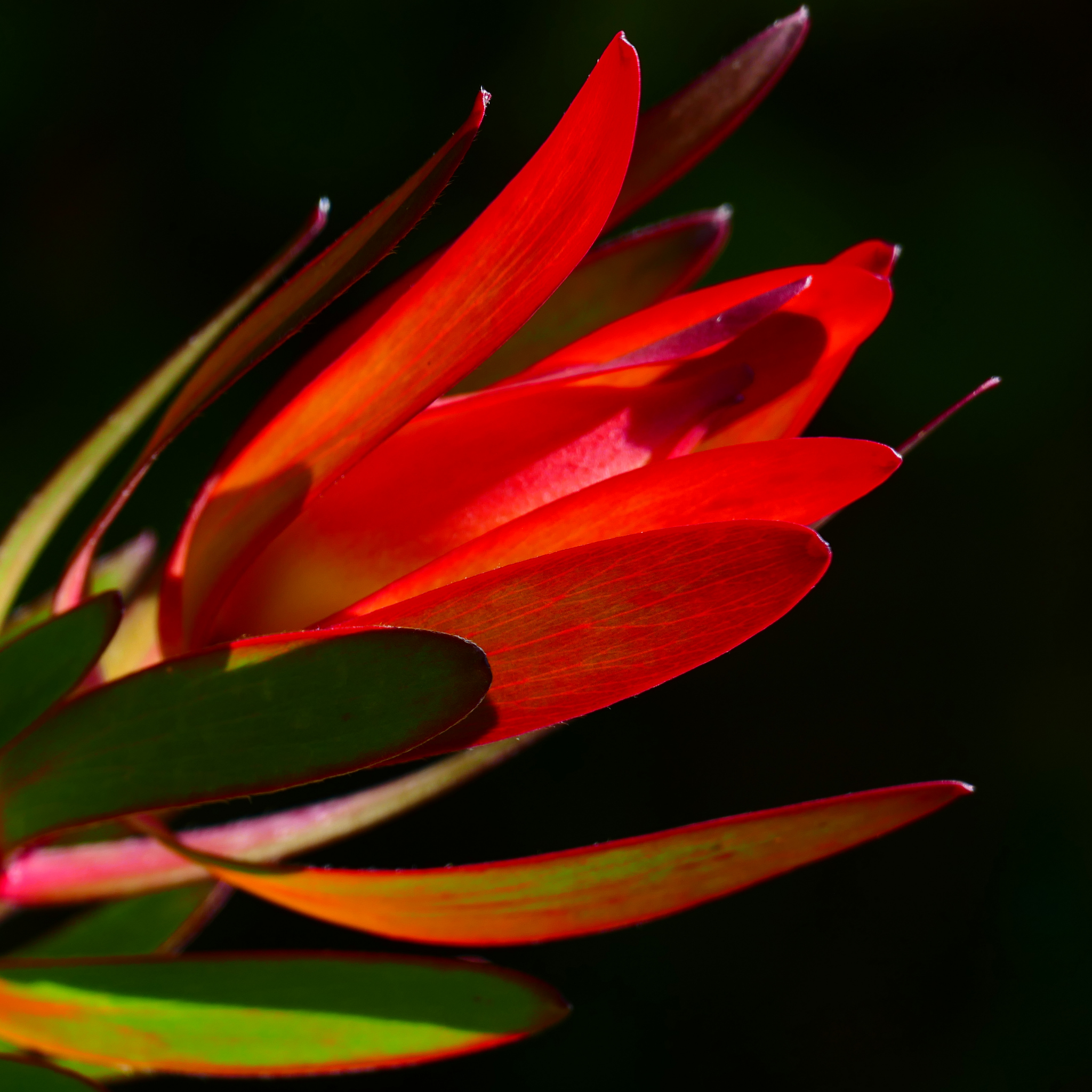 Safari Sunset Conebush - Leucadendron laureolum Safari Sunset
