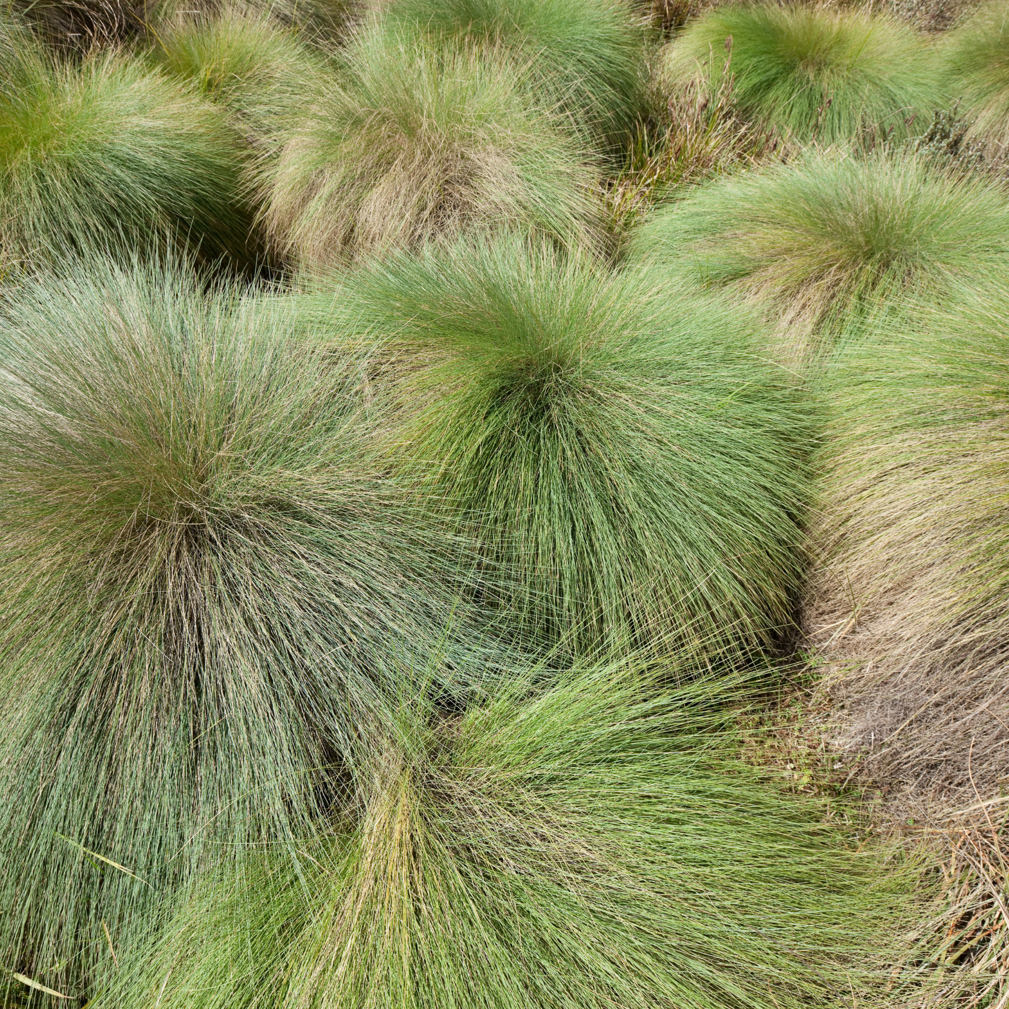 Close-up of green grass with a blurred background