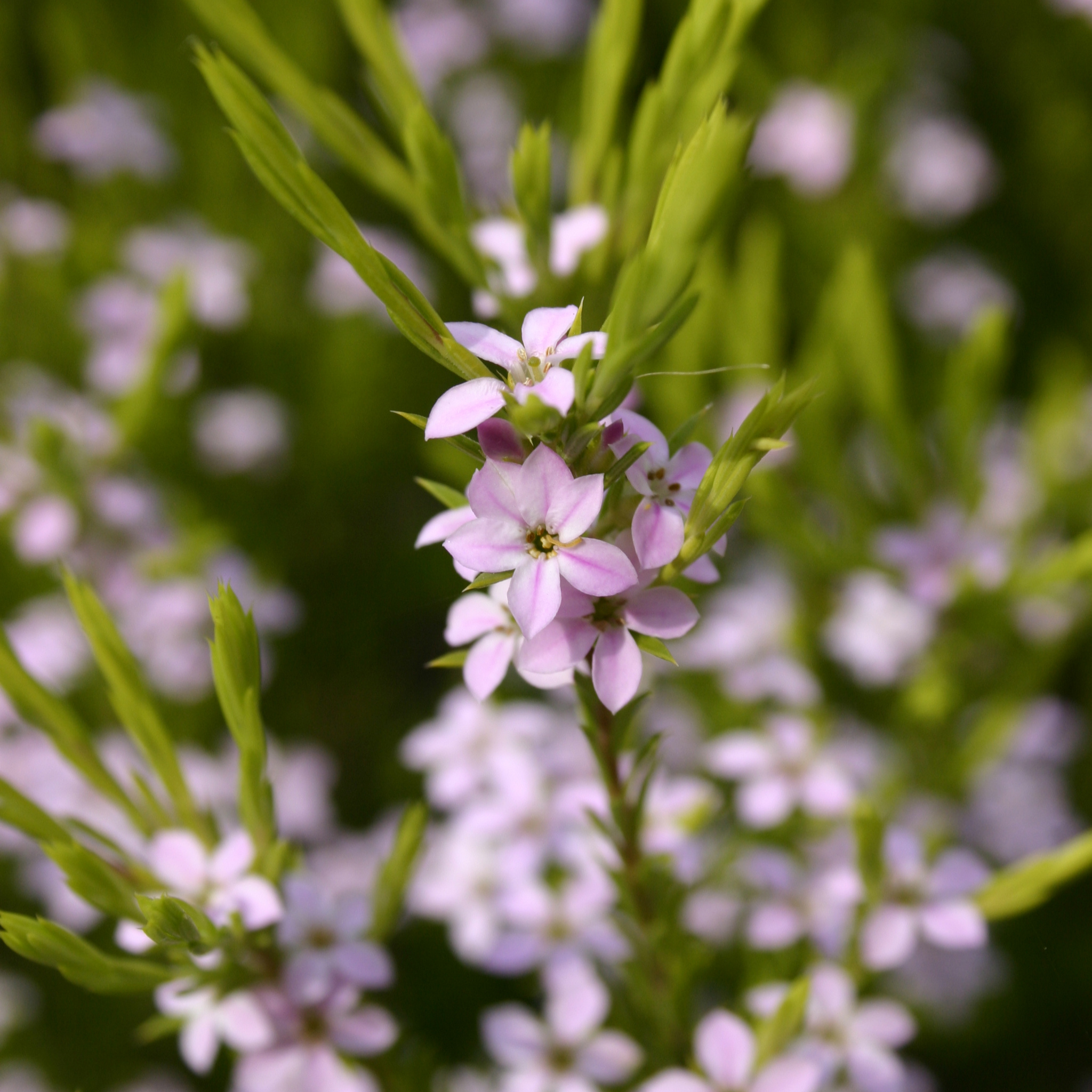 Dwarf Diosma - Coleonema pulchellum Compacta