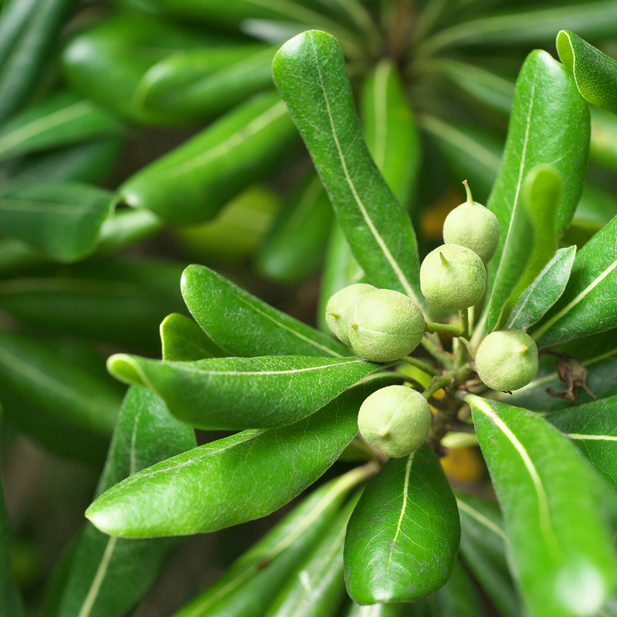 Pittosporum Compact Miss Muffet - Pittosporum tobira Miss Muffet