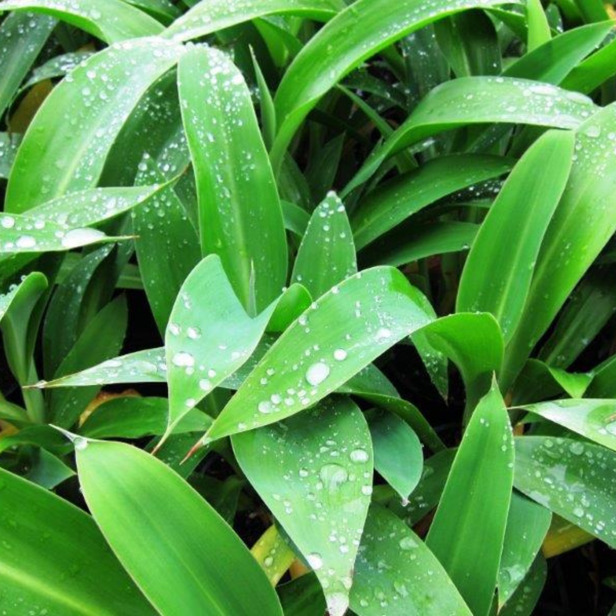 New Zealand Rock Lily - Arthropodium cirratum