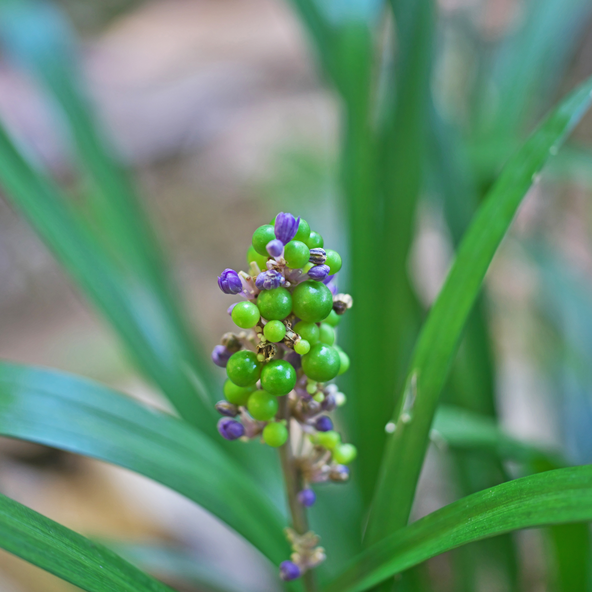 Lillyturf Royal Purple - Liriope muscari Royal Purple