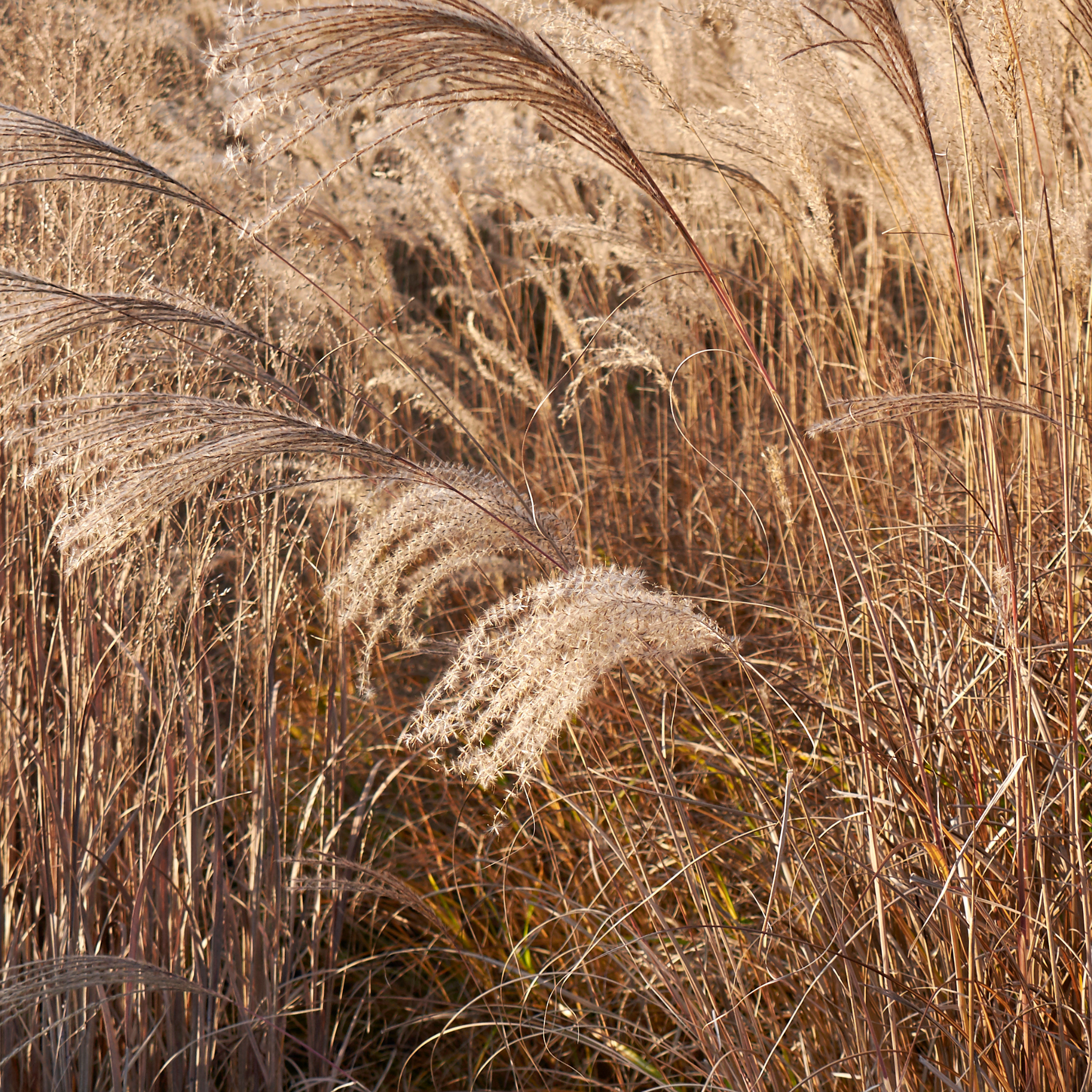 Chinese Silver Grass - Miscanthus sinensis Sarabande