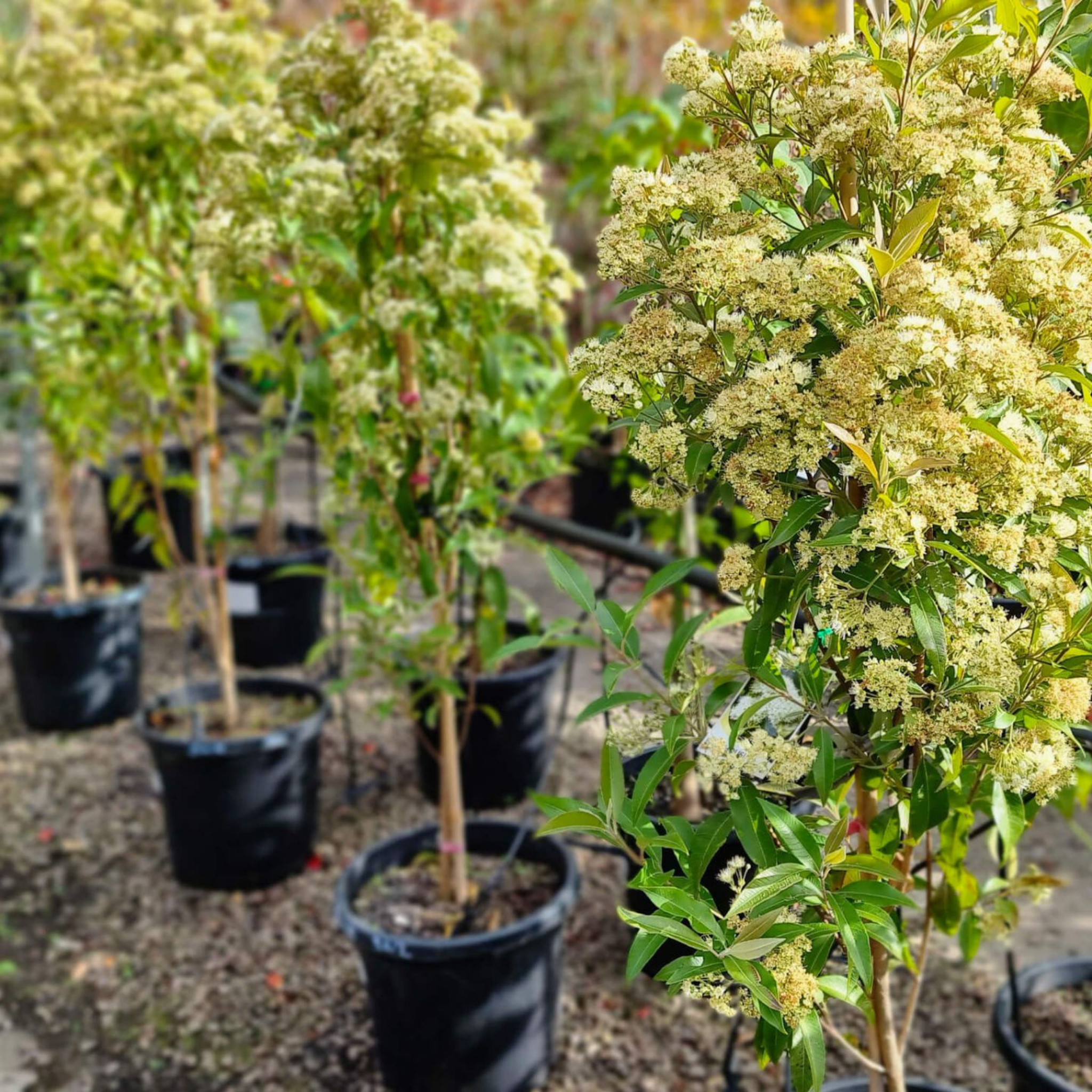 Potted plants with green foliage and small white flowers in a garden setting.