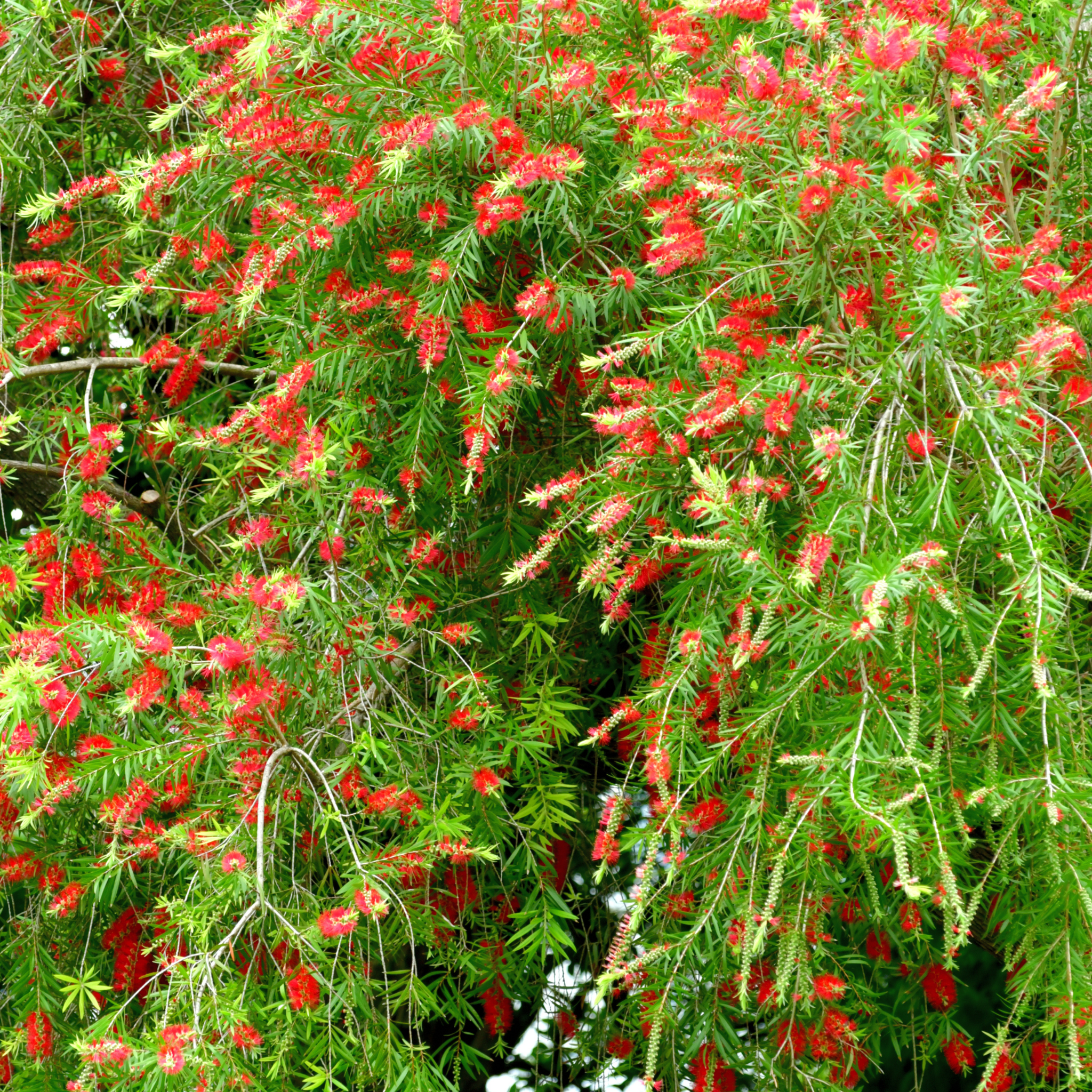 Captian Cook Bottlebrush - Callistemon viminalis 'Captain Cook'