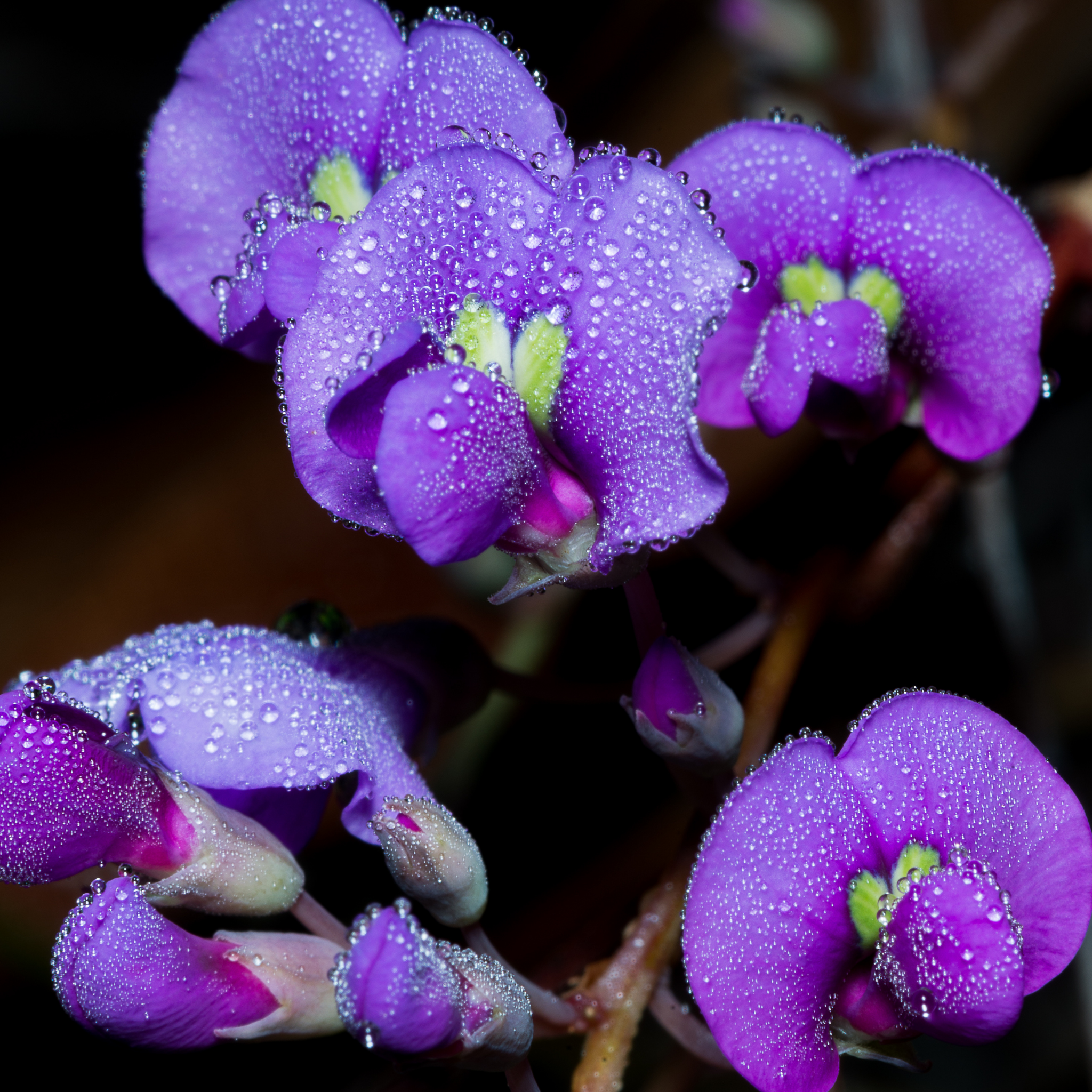 Dwarf Native Wisteria - Hardenbergia violacea 'Mini Haha'