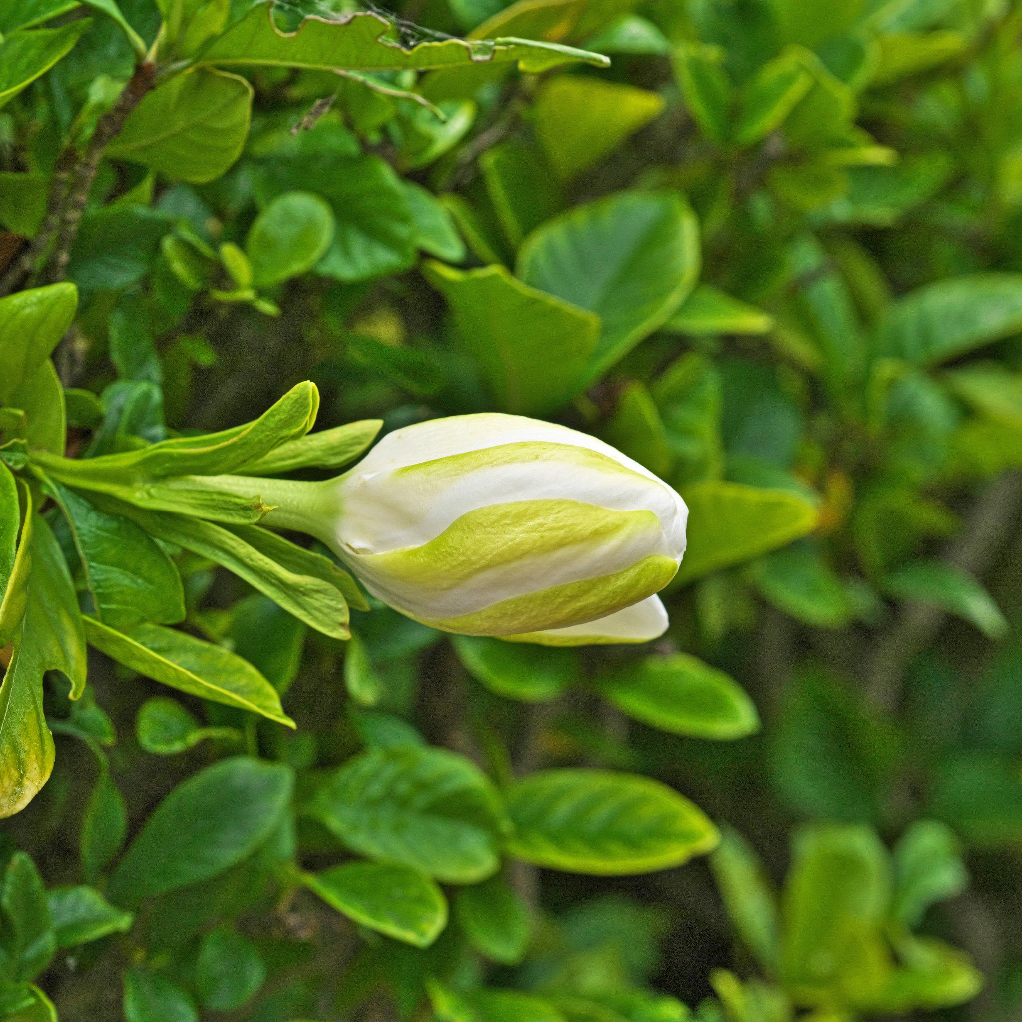 Fragrant Gardenia augusta Professor Pucci - Gardenia augusta Professor Pucci