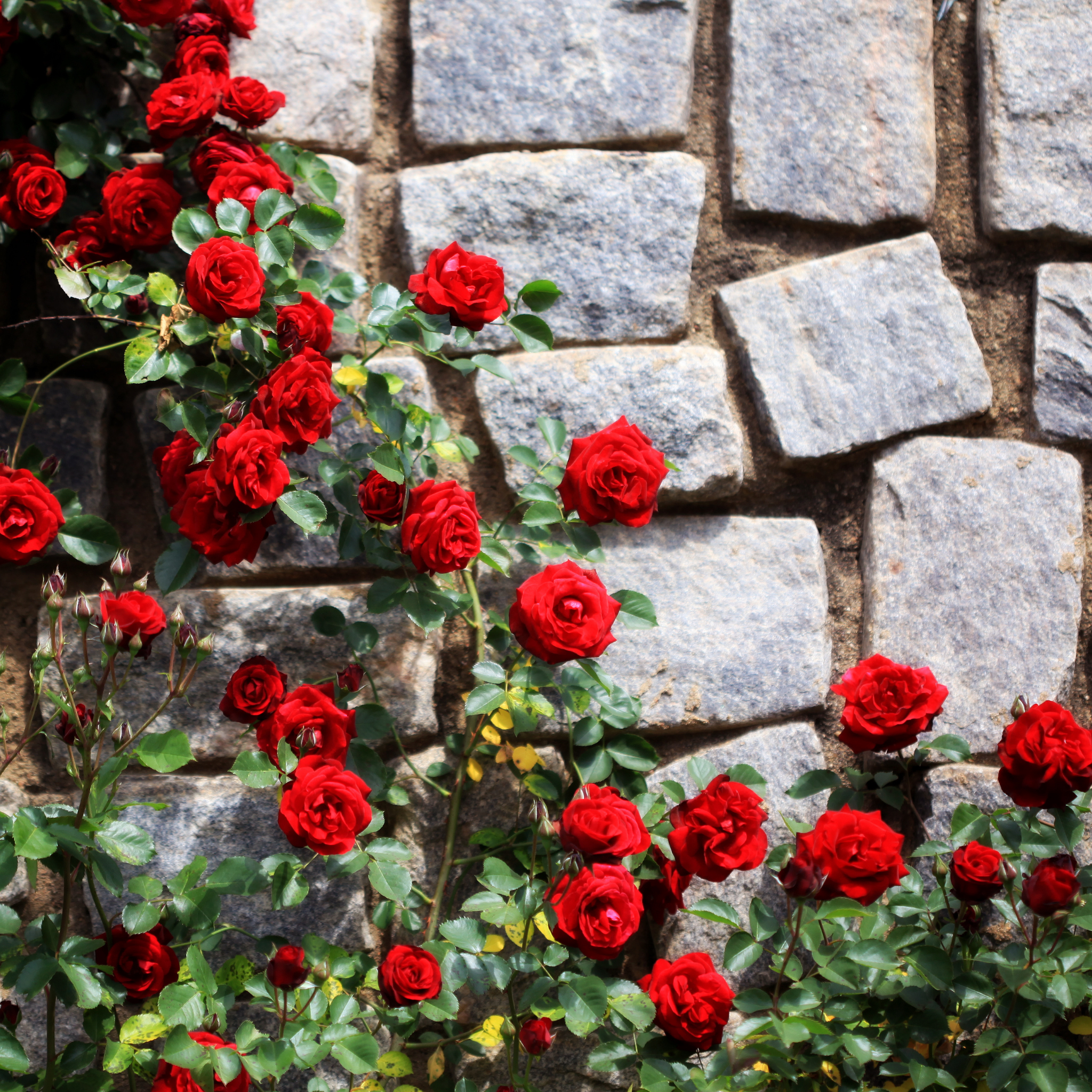 Climbing Rose - Rosa Red Pierre de Ronsard