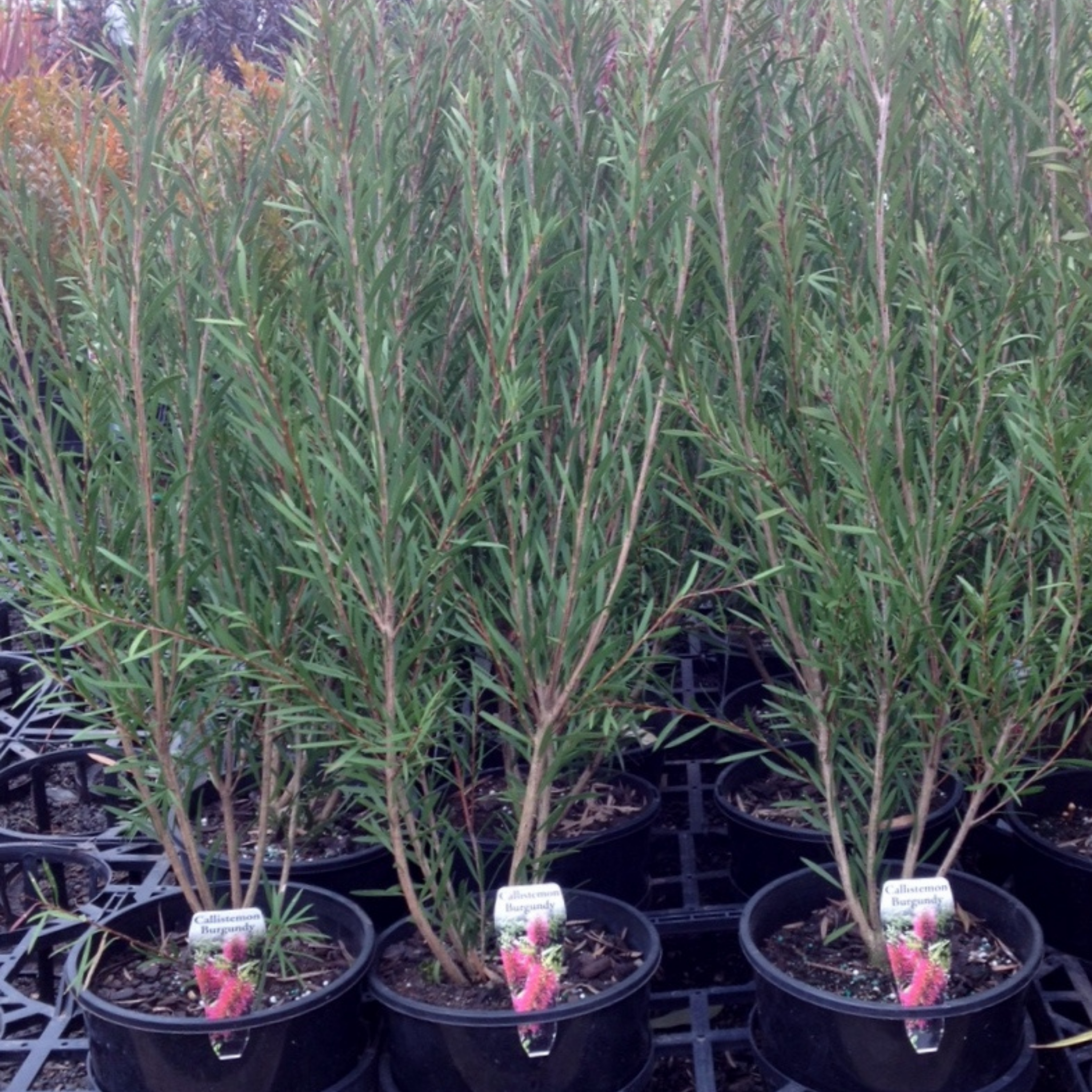 Row of potted trees with green foliage in a nursery setting