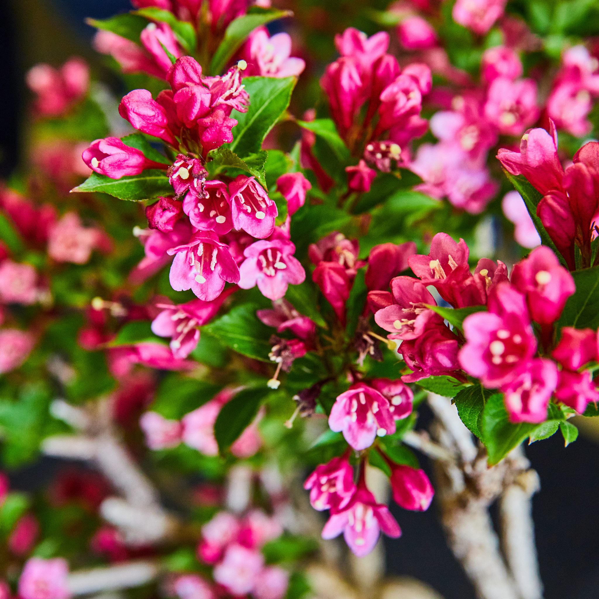 Escallonia hybrida Newport Dwarf
