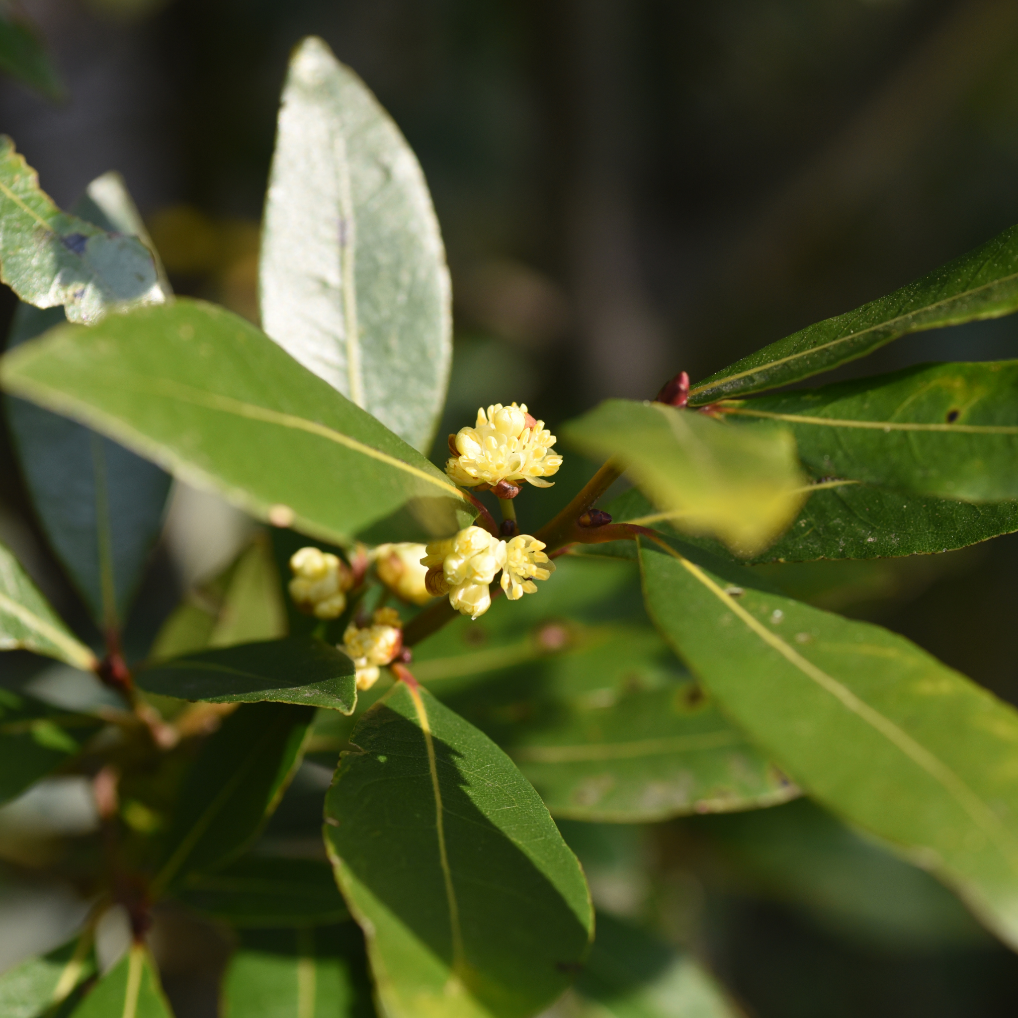 Bay Laurel 'Miles Choice' - Laurus nobilis Miles Choice