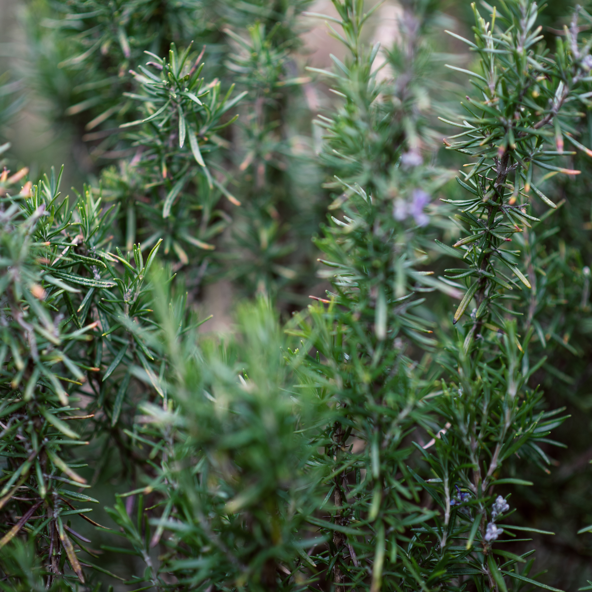 Rosemary Tuscan Blue - Rosmarinus officinalis Tuscan Blue