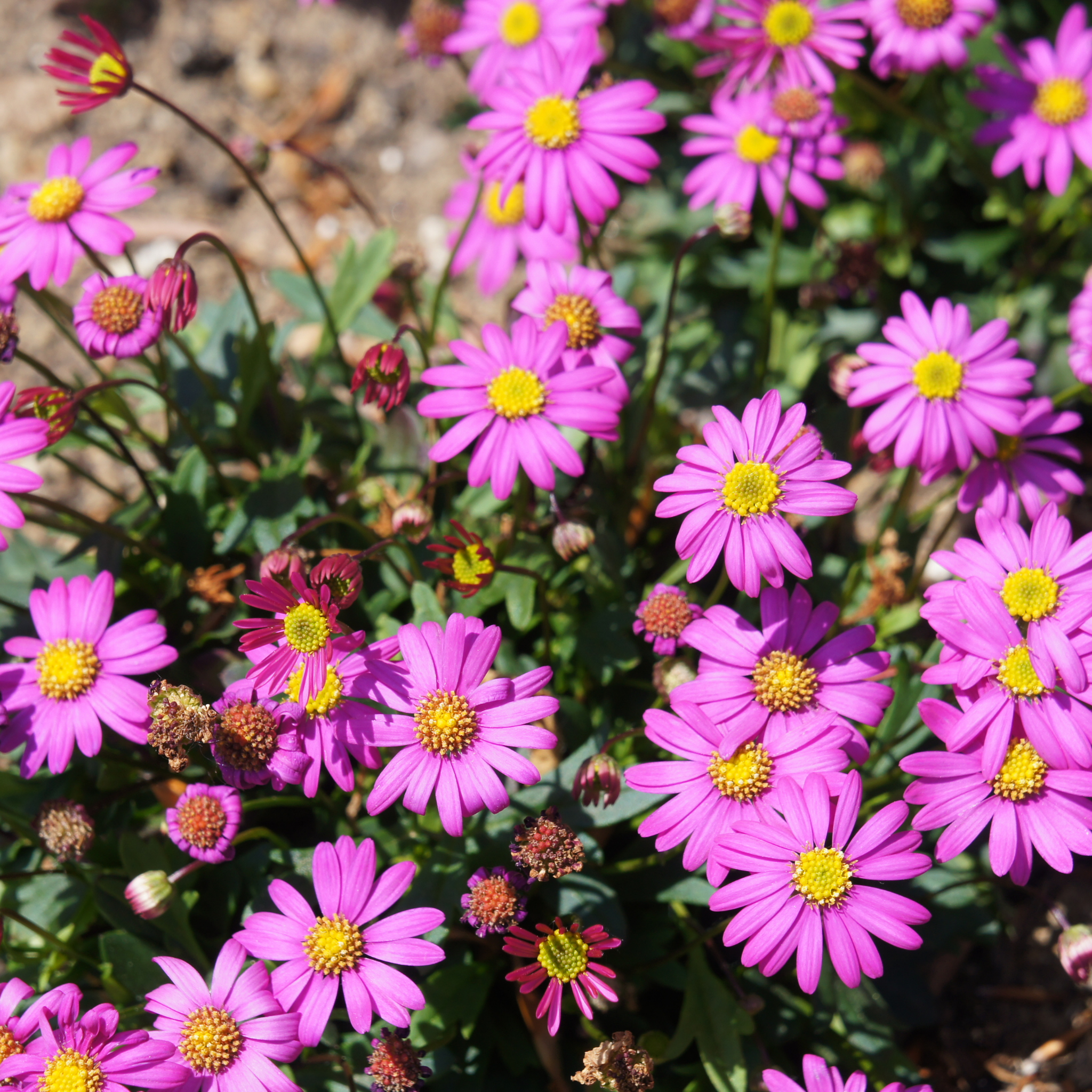 Cut Leaf Daisy Radiant Magenta - Brachyscome hybrida Radiant Magenta