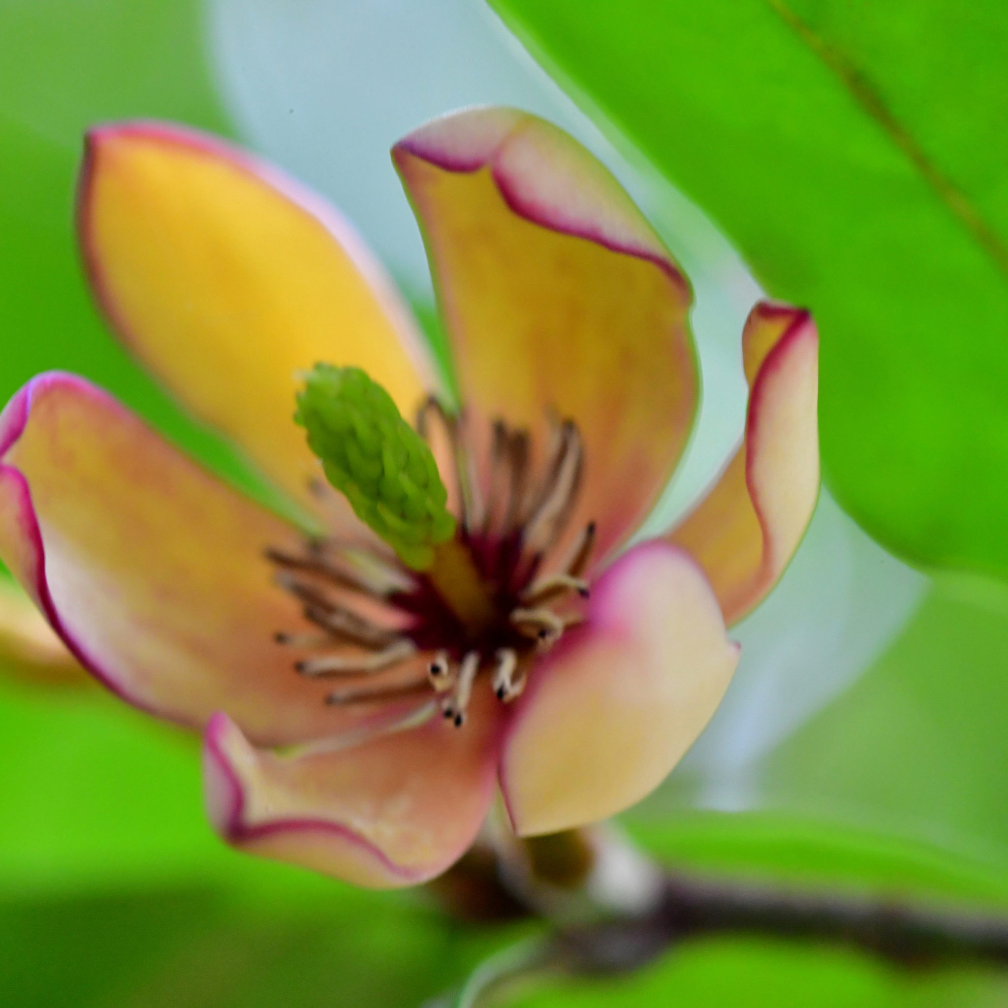 Port Wine Magnolia - Magnolia Michelia figo