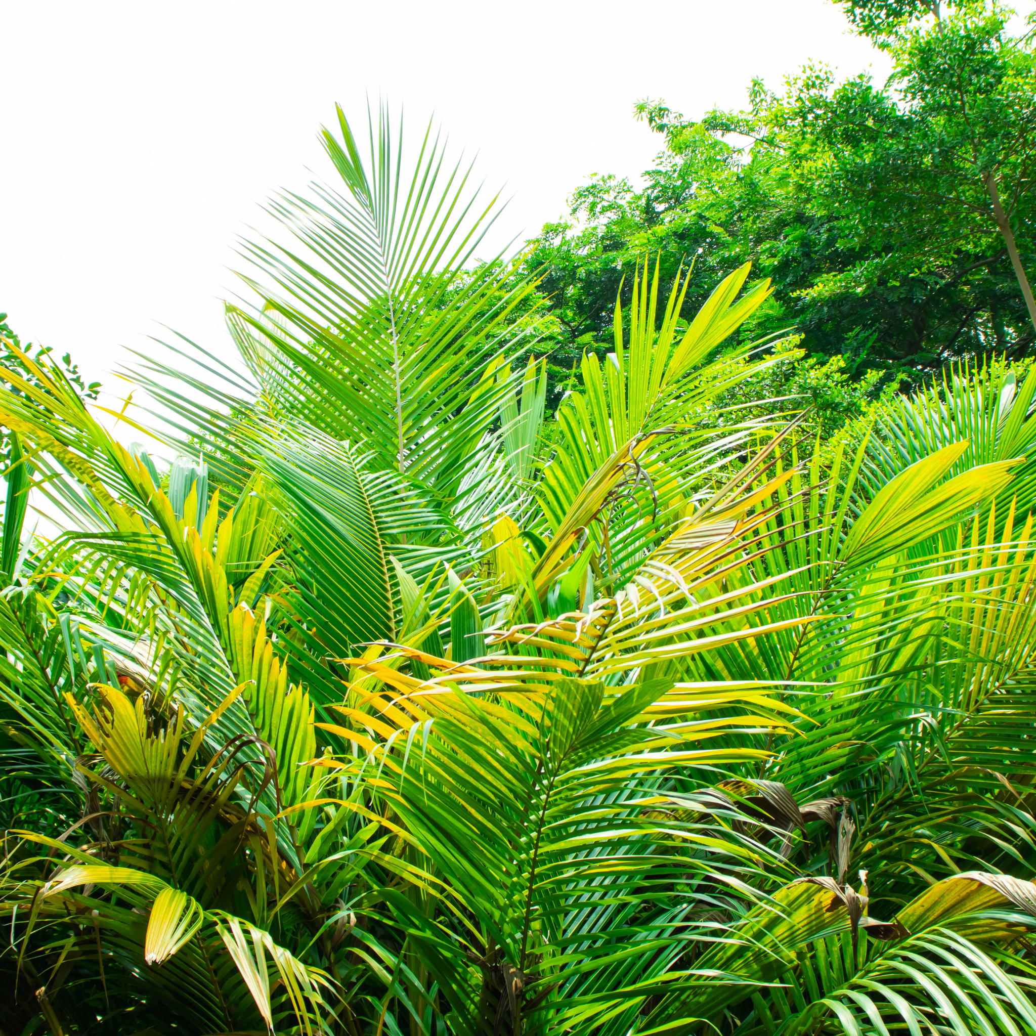 Areca Golden Cane Palm - Dypsis lutescens