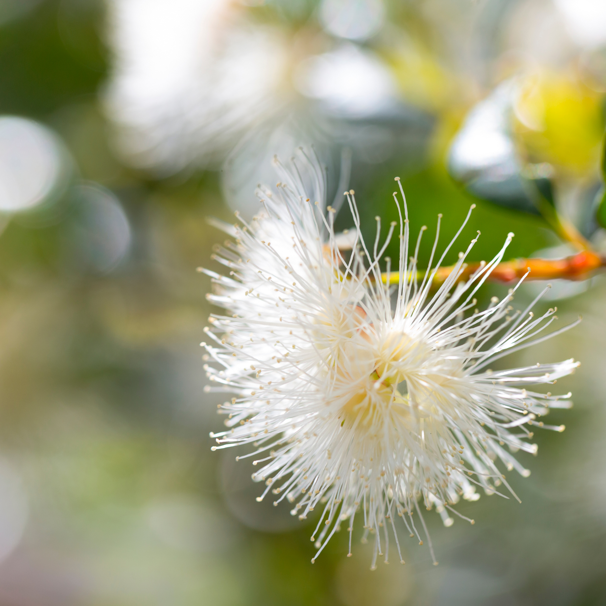 Lilly Pilly Up and Away - Syzygium australe Up And Away