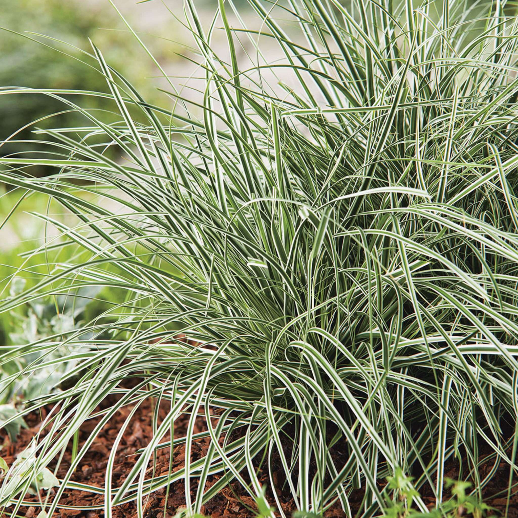 Close-up of a grass plant with white stripes in a garden setting