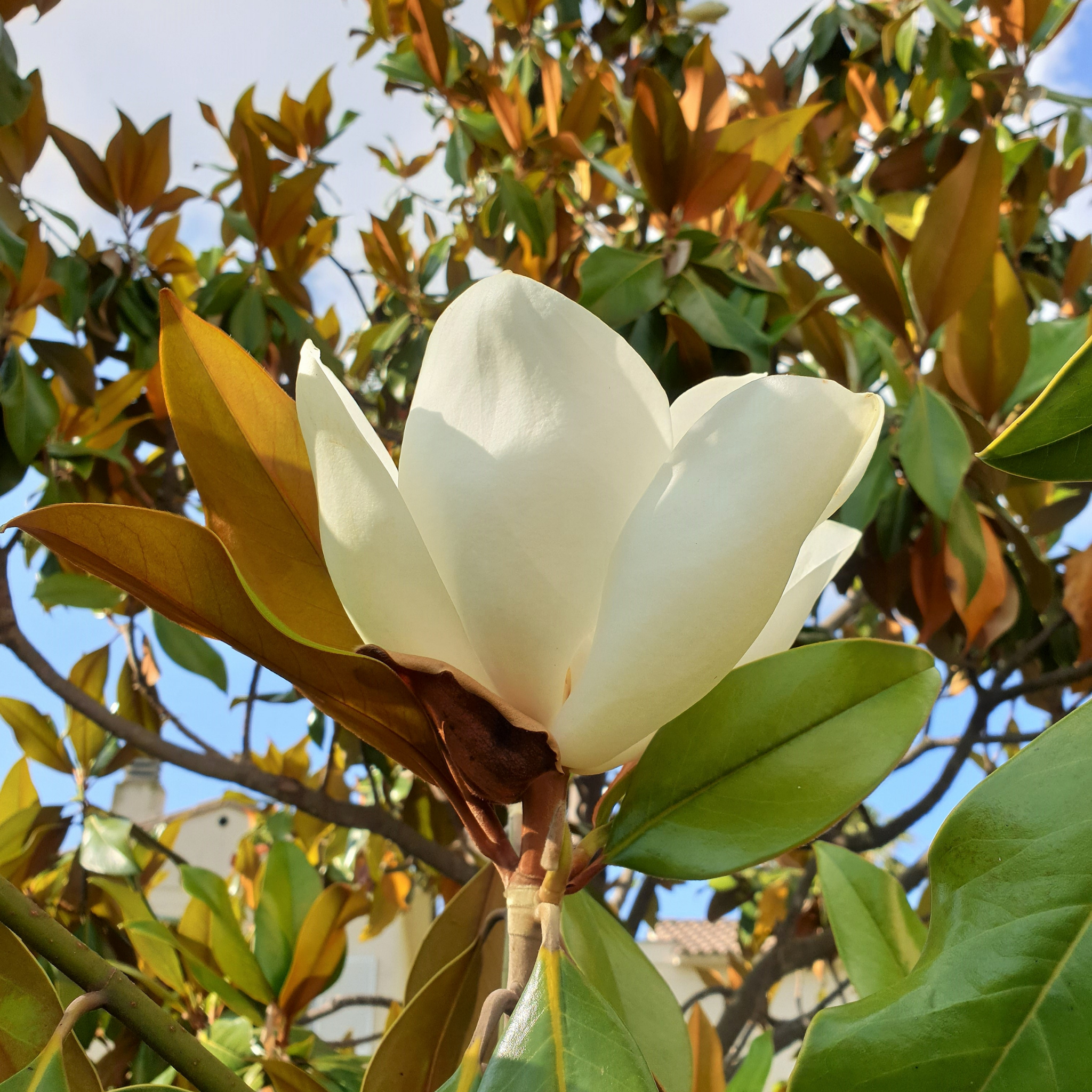 Southern Magnolia - Magnolia grandiflora 'Coolwyn Gloss'