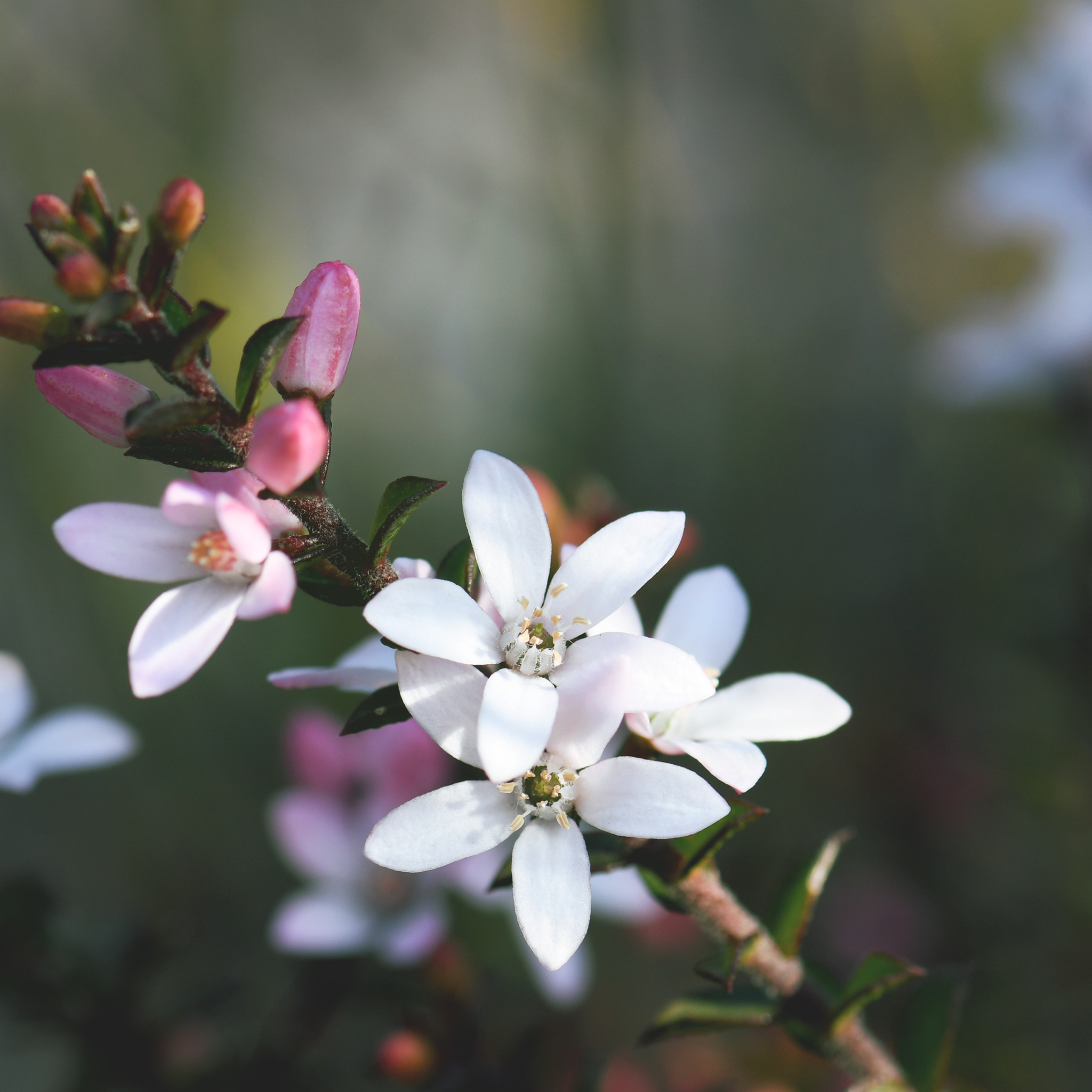 Box Leaf Wax Flower - Philotheca buxifolia Cascade of Stars