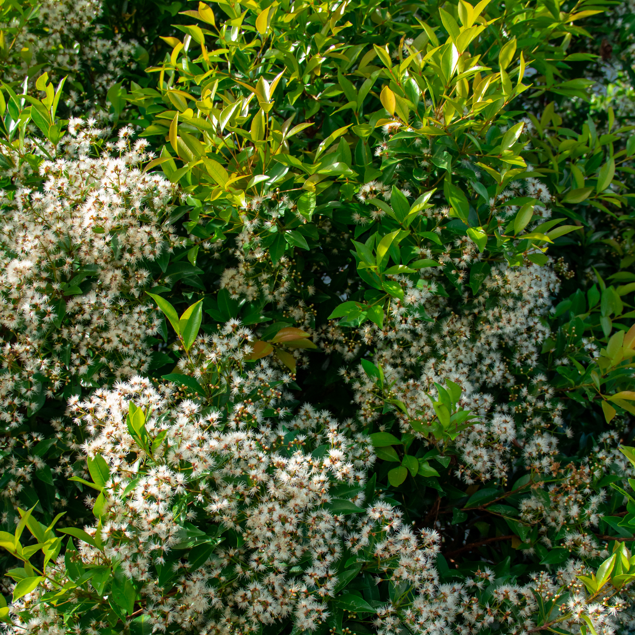 Lilly Pilly 'Minor' - Acmena smithii Minor