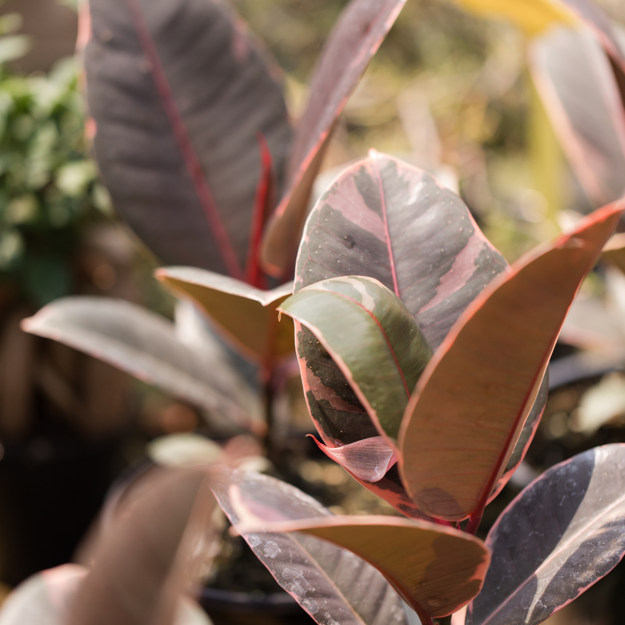 Red Rubber Tree Plant - Ficus elastica Ruby
