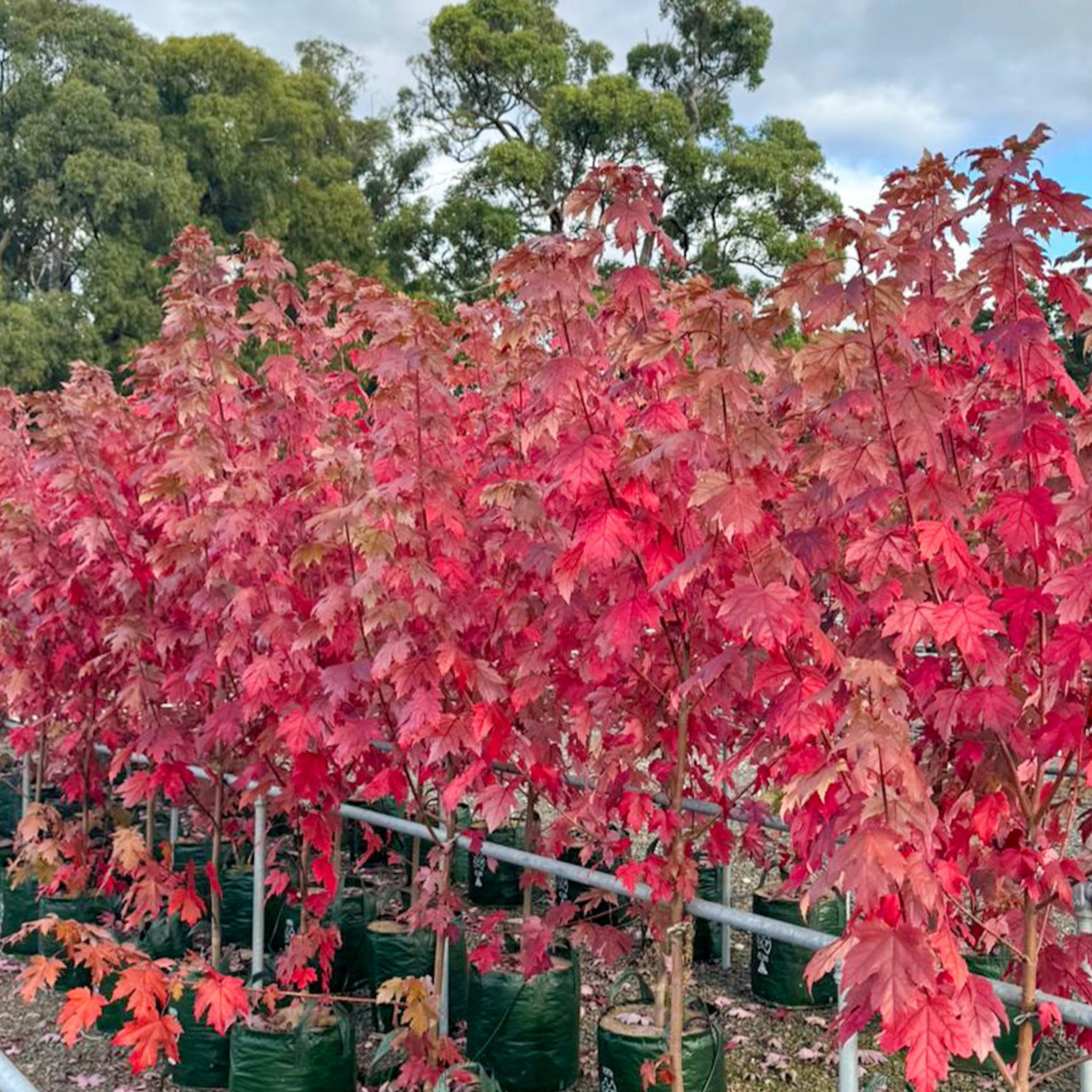 Row of young trees with red leaves in pots, with a natural background of trees and sky.