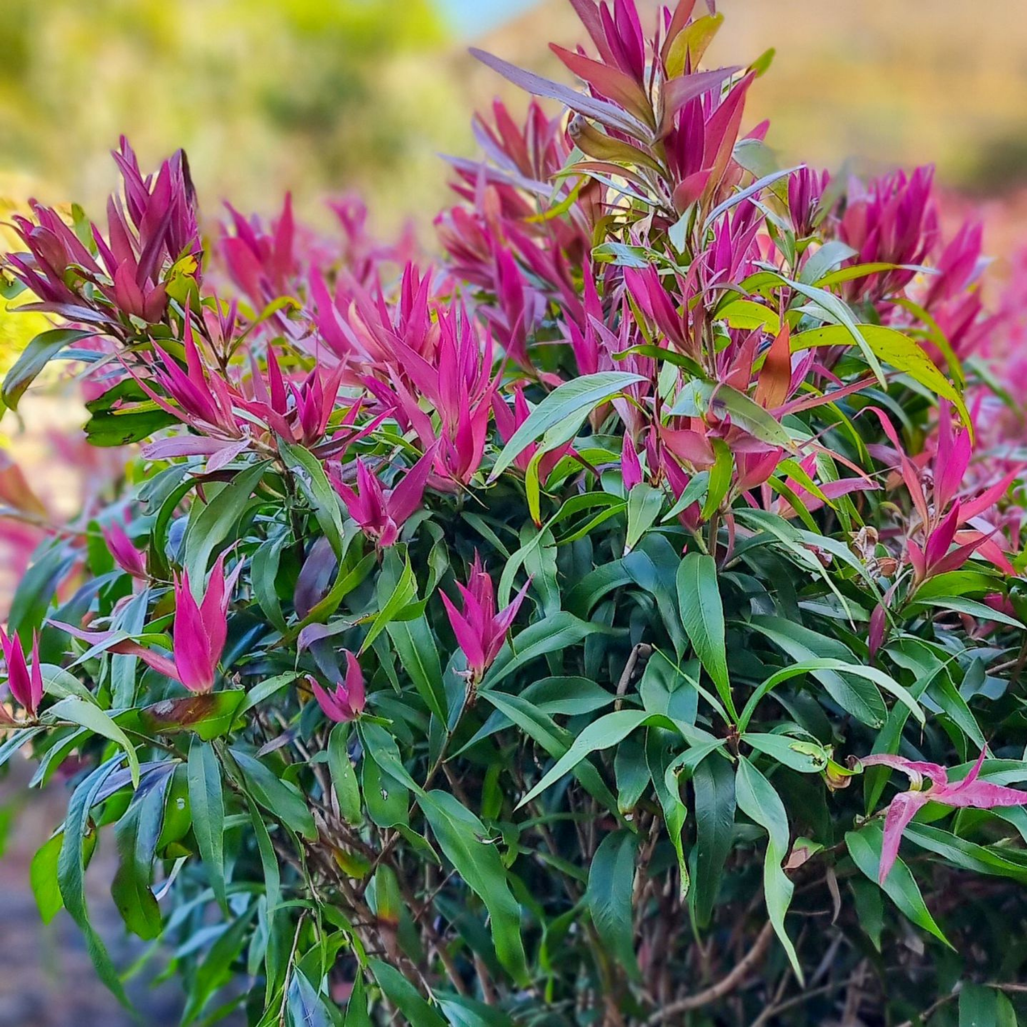 Great balls of Fire Bottlebrush - Callistemon salignus 'Great Balls of Fire’