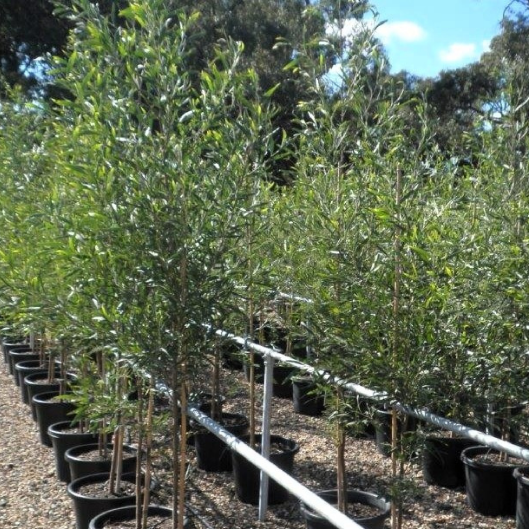 Row of young trees in pots with a metal fence in the background