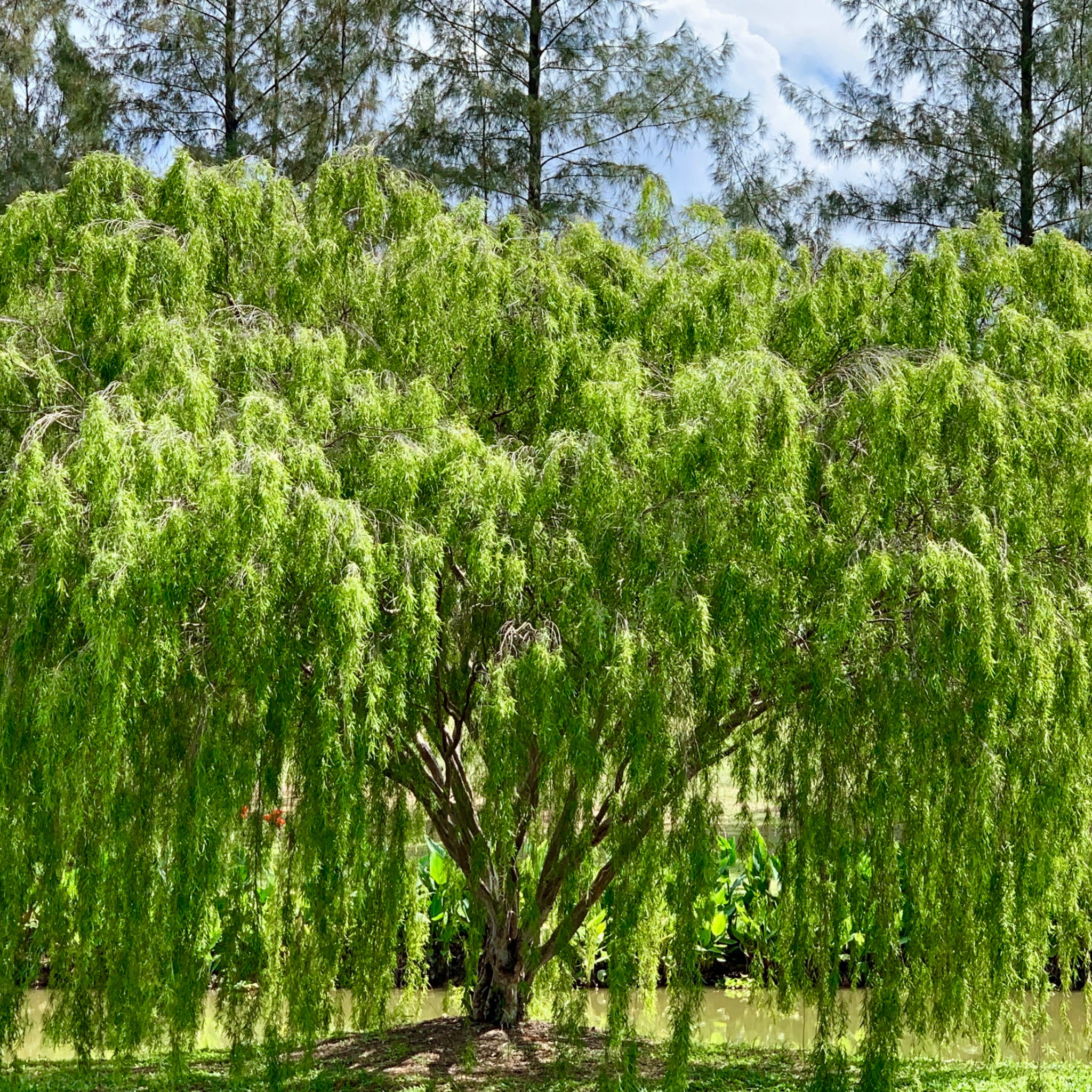 Silver Weeping Tea Tree - Leptospermum brachyandrum