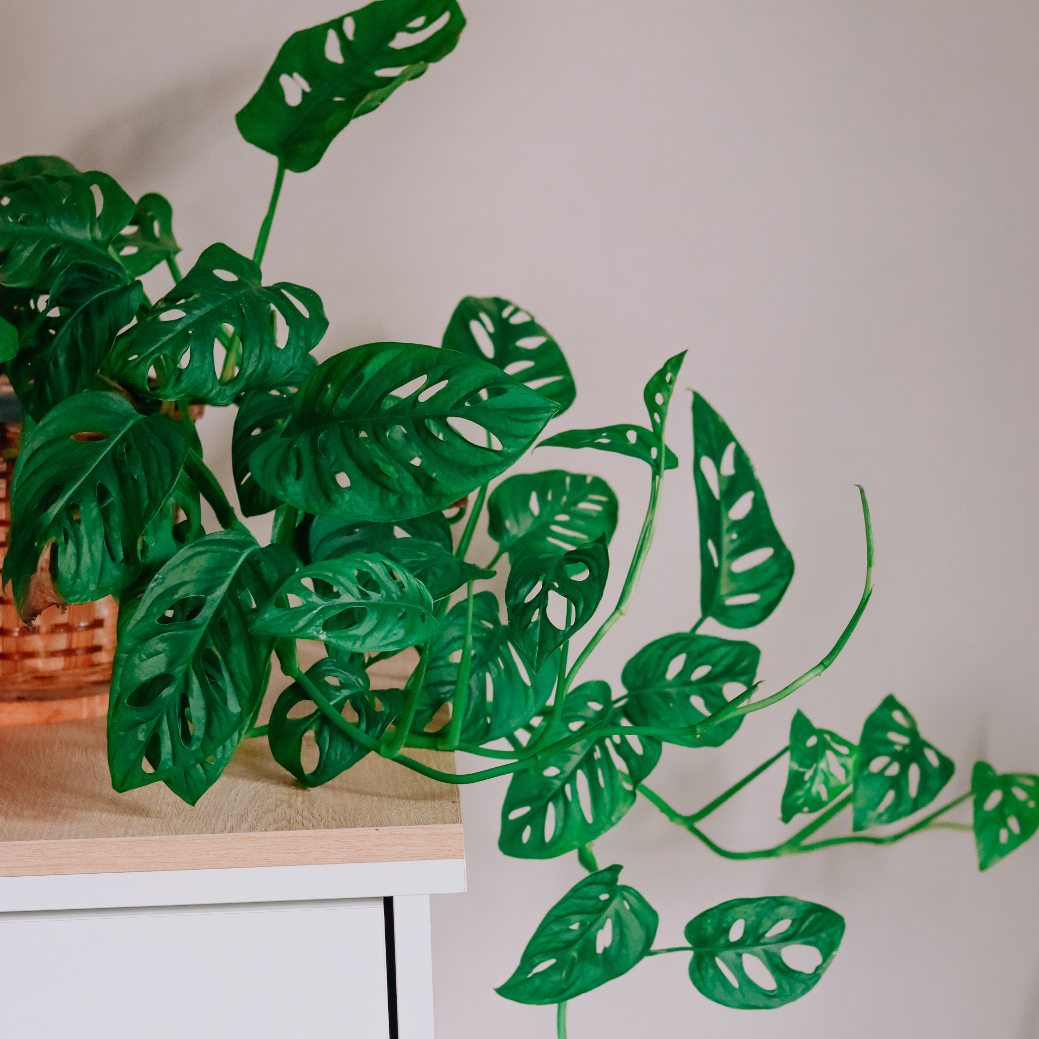 Swiss Cheese Vine - Monstera adansonii
