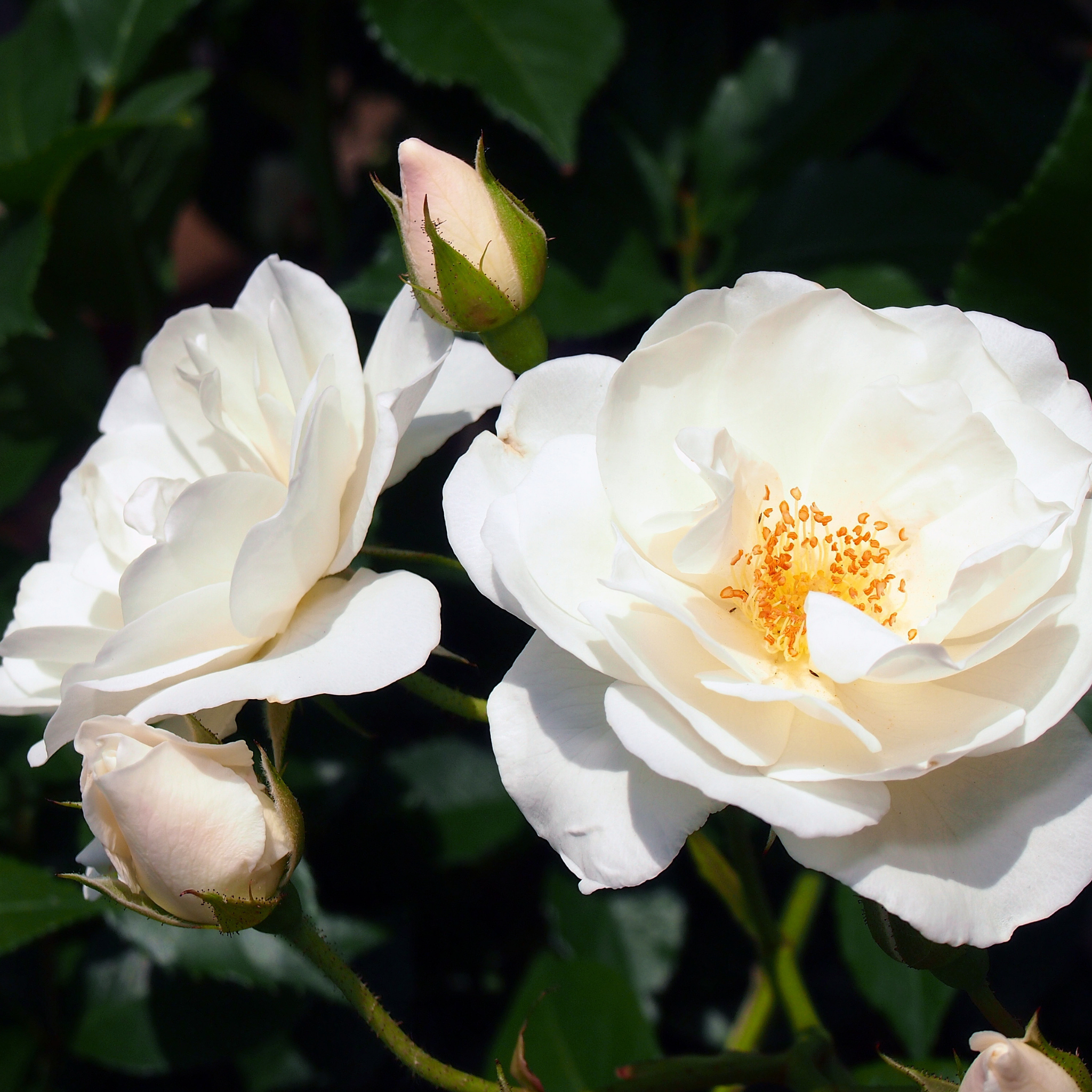 Iceberg Floribunda Rose - Rosa Iceberg