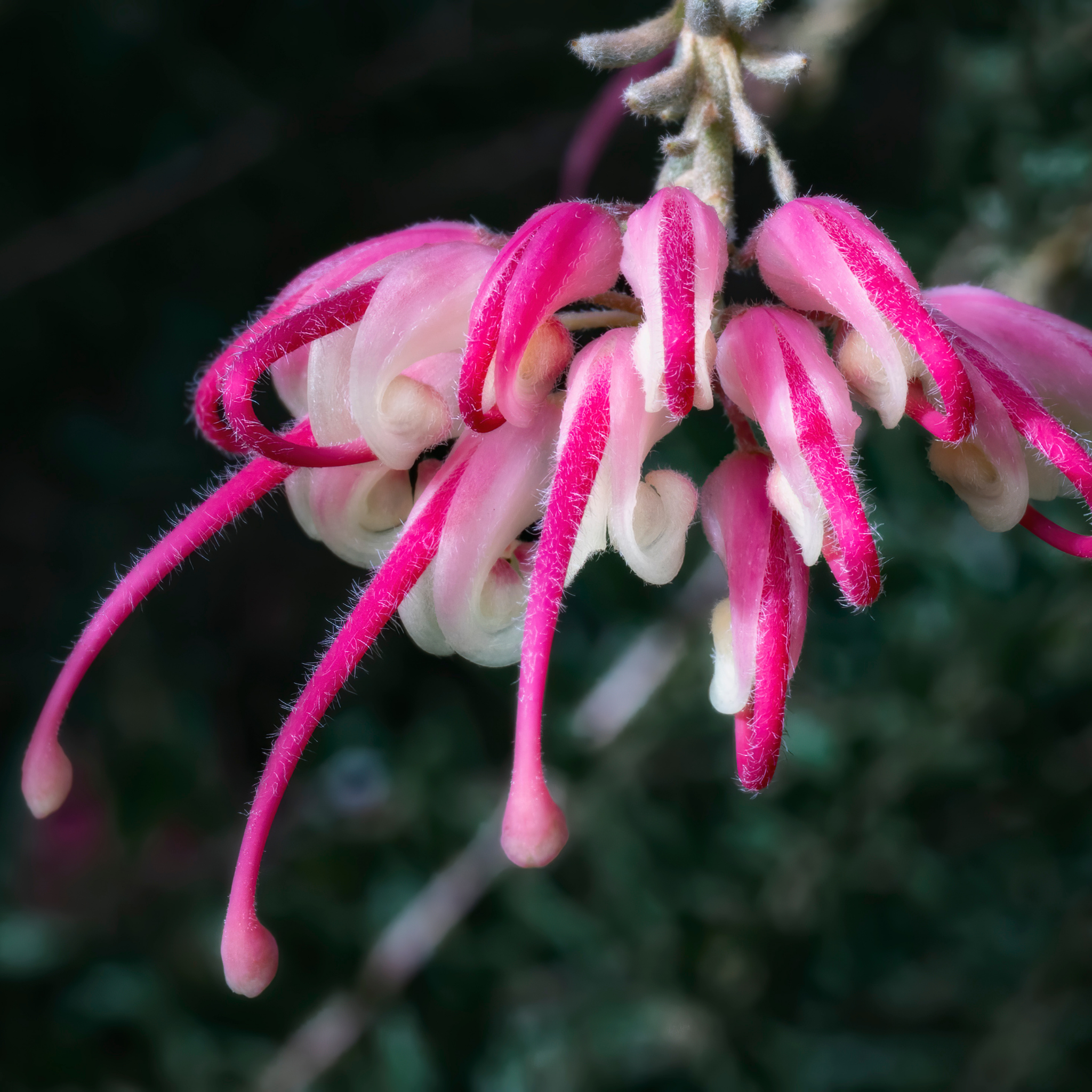 Tuckers Dwarf Spider Flower - Grevillea hybrida Tuckers Dwarf