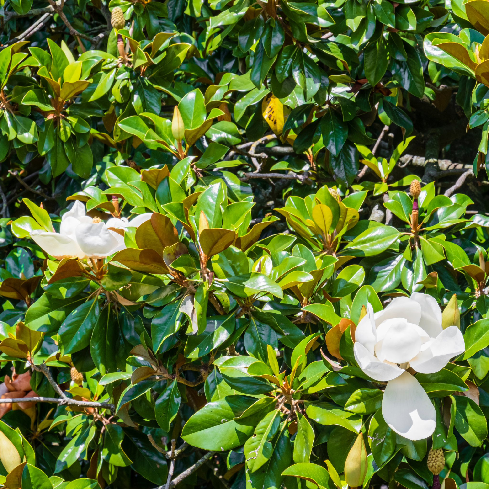 Magnolia Teddy Bear - Magnolia grandiflora Teddy Bear