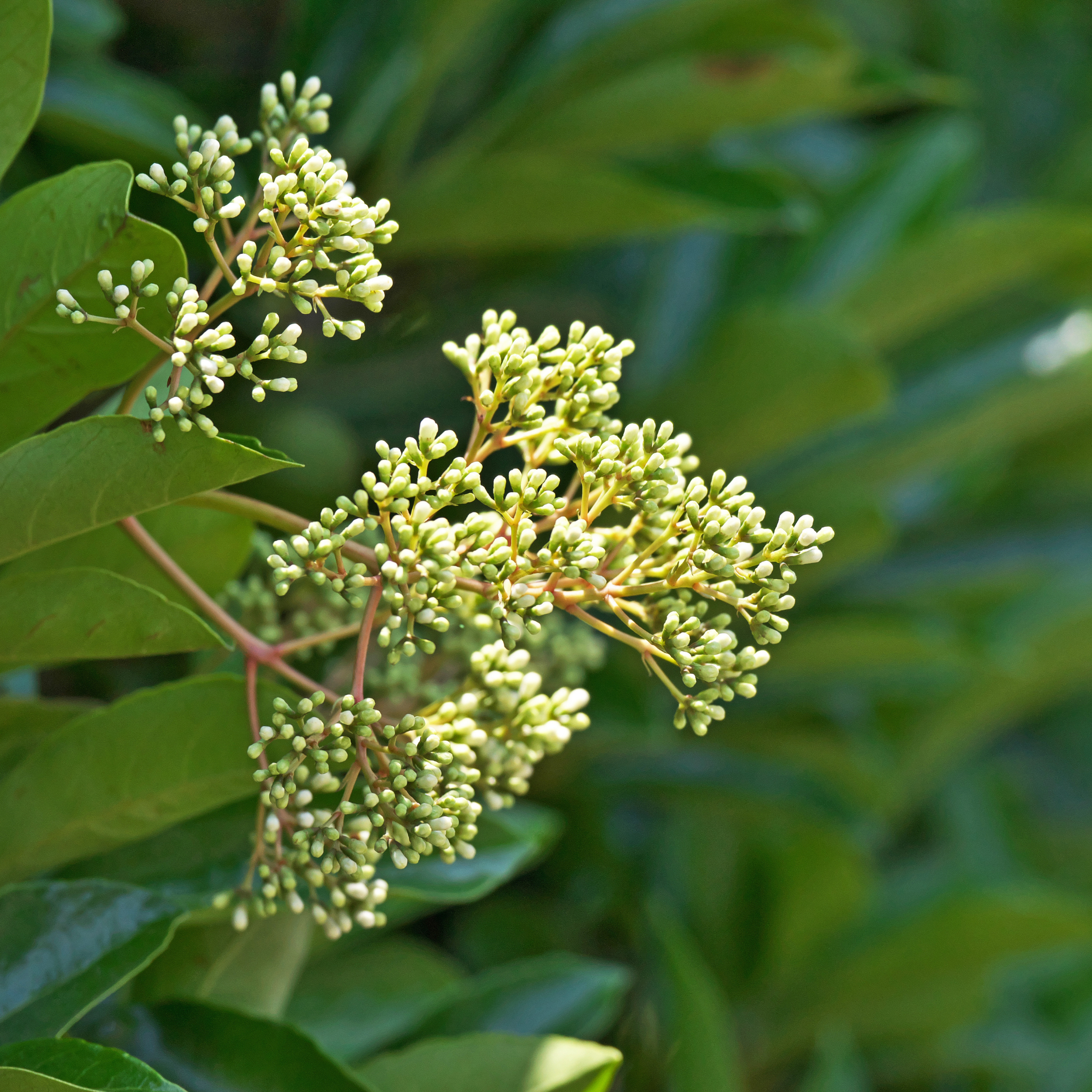 Sweet Viburnum Dense Fence - Viburnum odoratissimum Dense Fence PBR