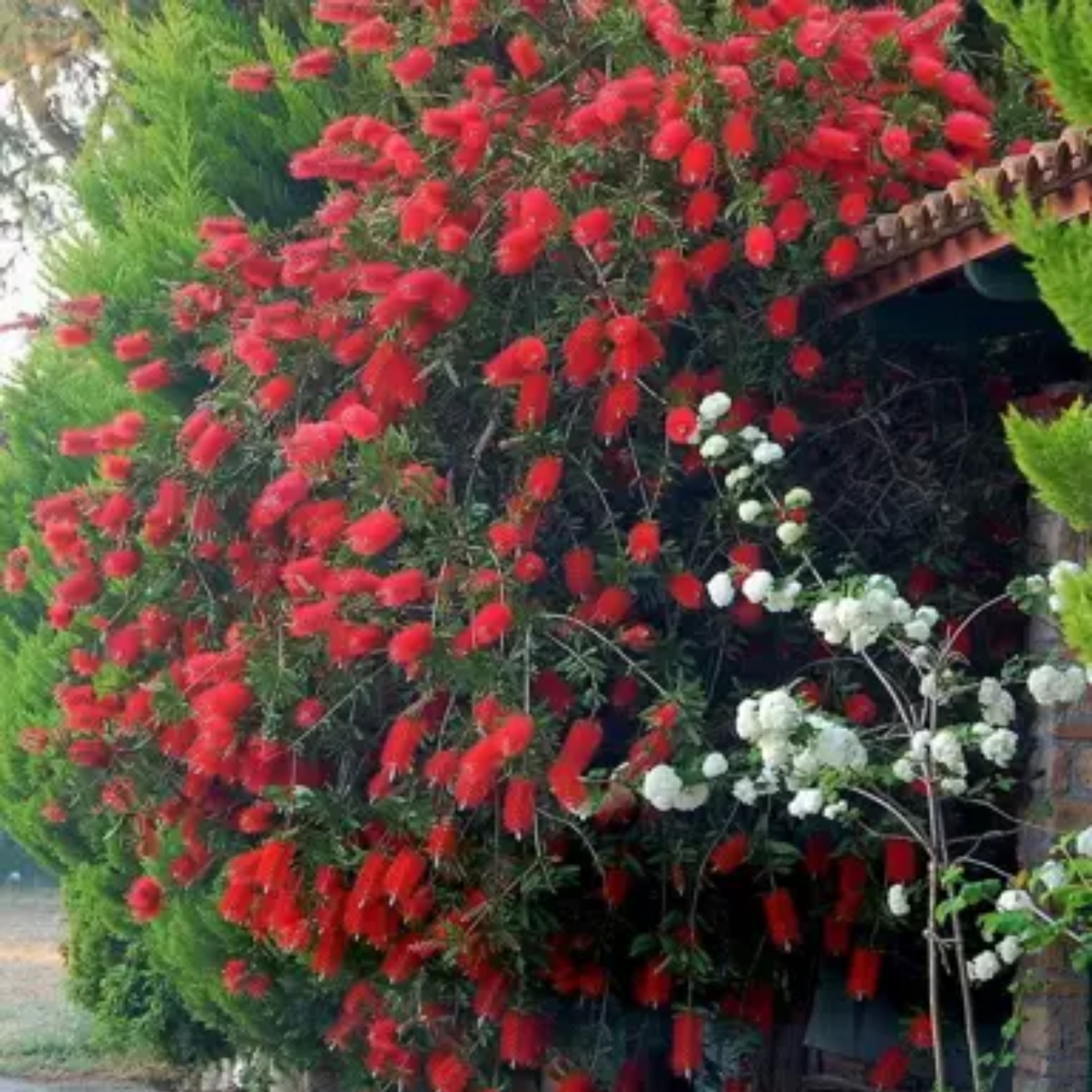 Deep Red Bottlebrush - Callistemon subulatus 'Packers Selection’
