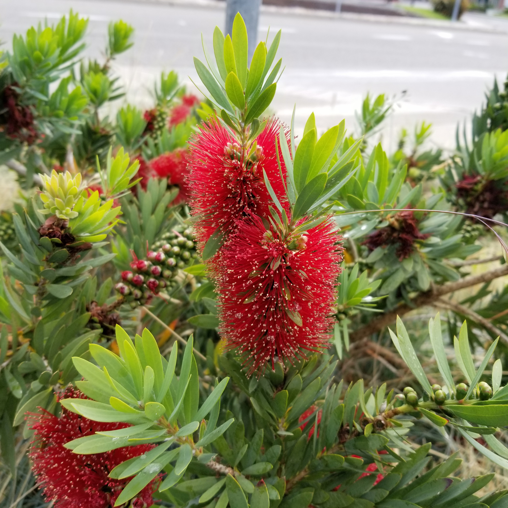 Dwarf Weeping Bottlebrush Better John - Callistemon viminalis 'Better John' PBR