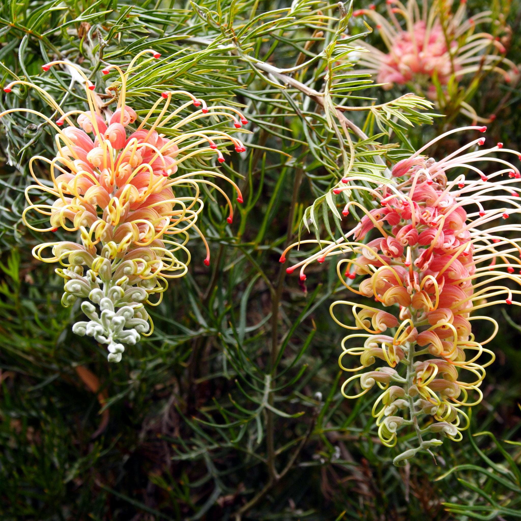 Grevillea hybrida Peaches and Cream