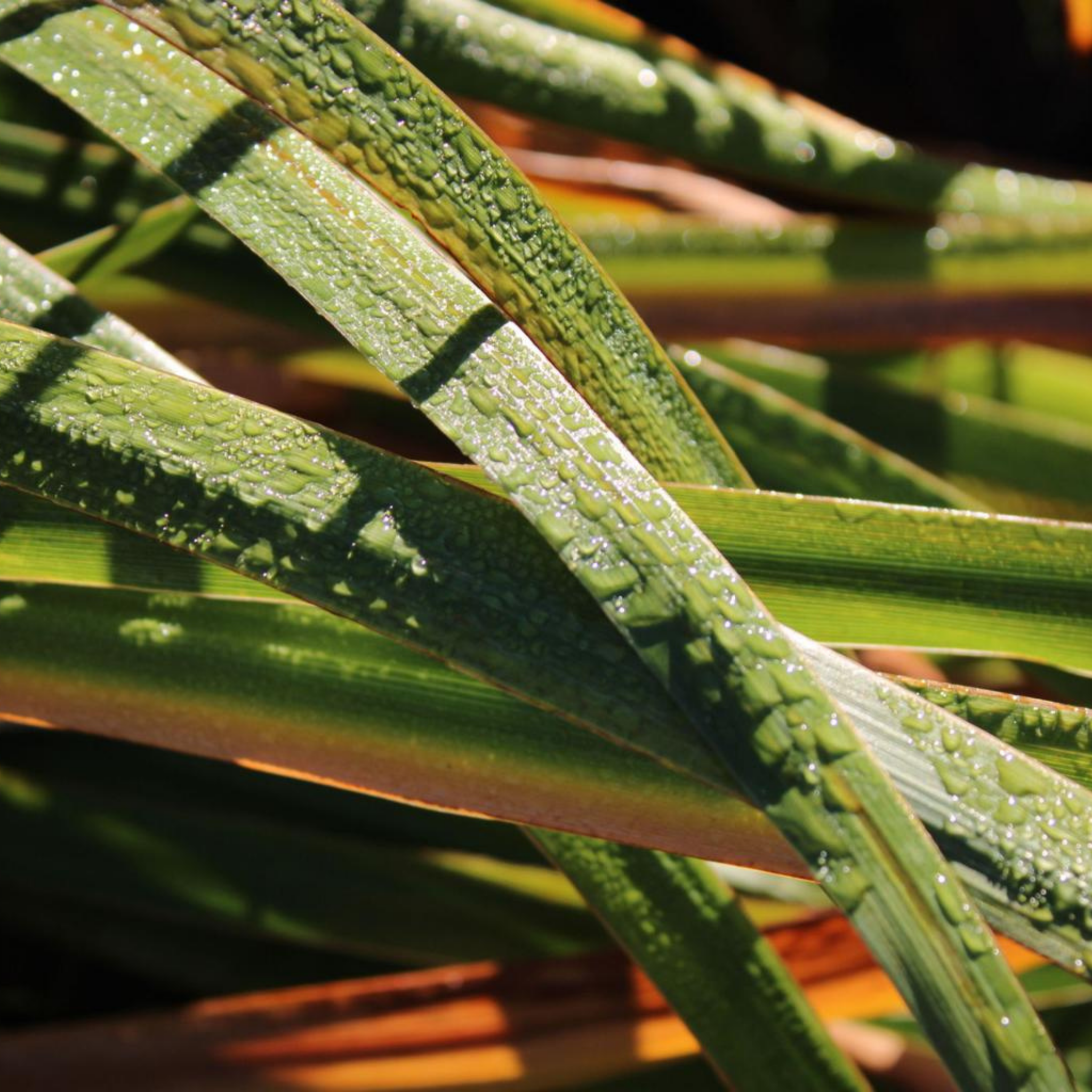 Lomandra Nyalla - Lomandra longifolia Nyalla PBR