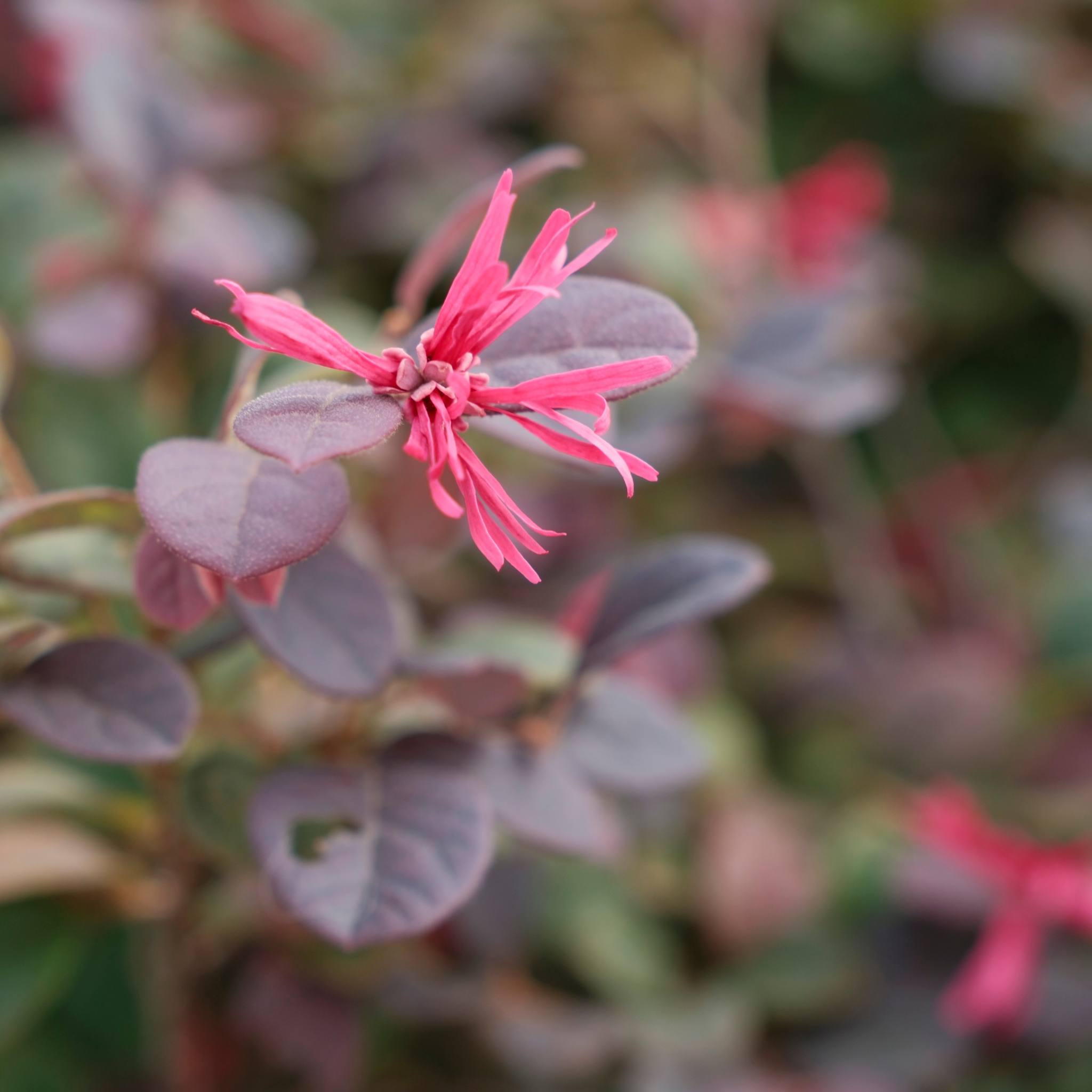 Chinese fringe flower - Loropetalum chinense Plum Gorgeous PBR