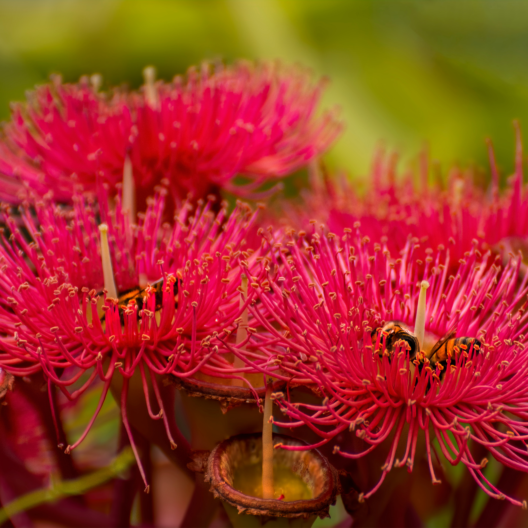 Red Flowering Gum Wildfire - Corymbia ficifolia 'Wildfire'